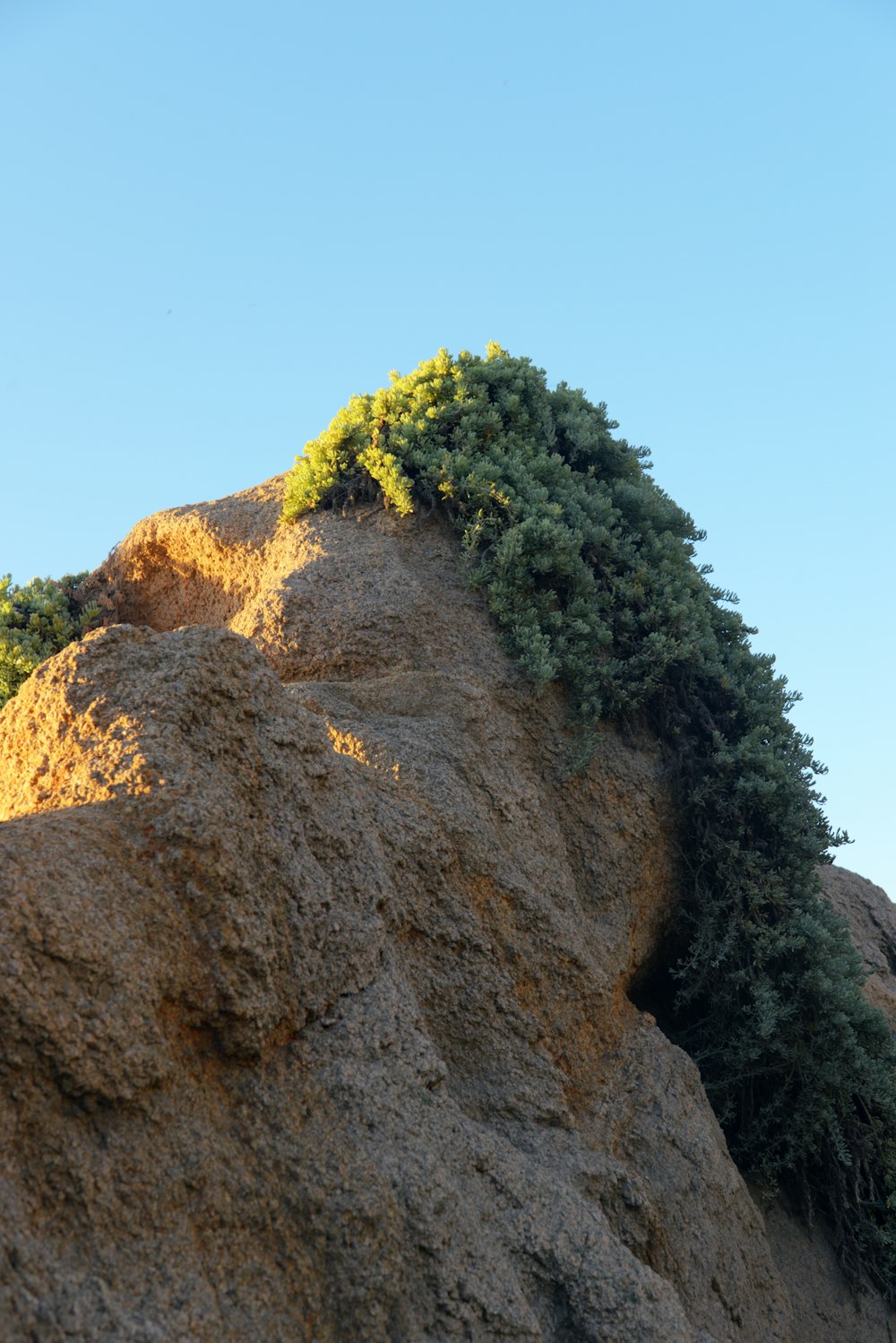 a large rock with trees growing out of it