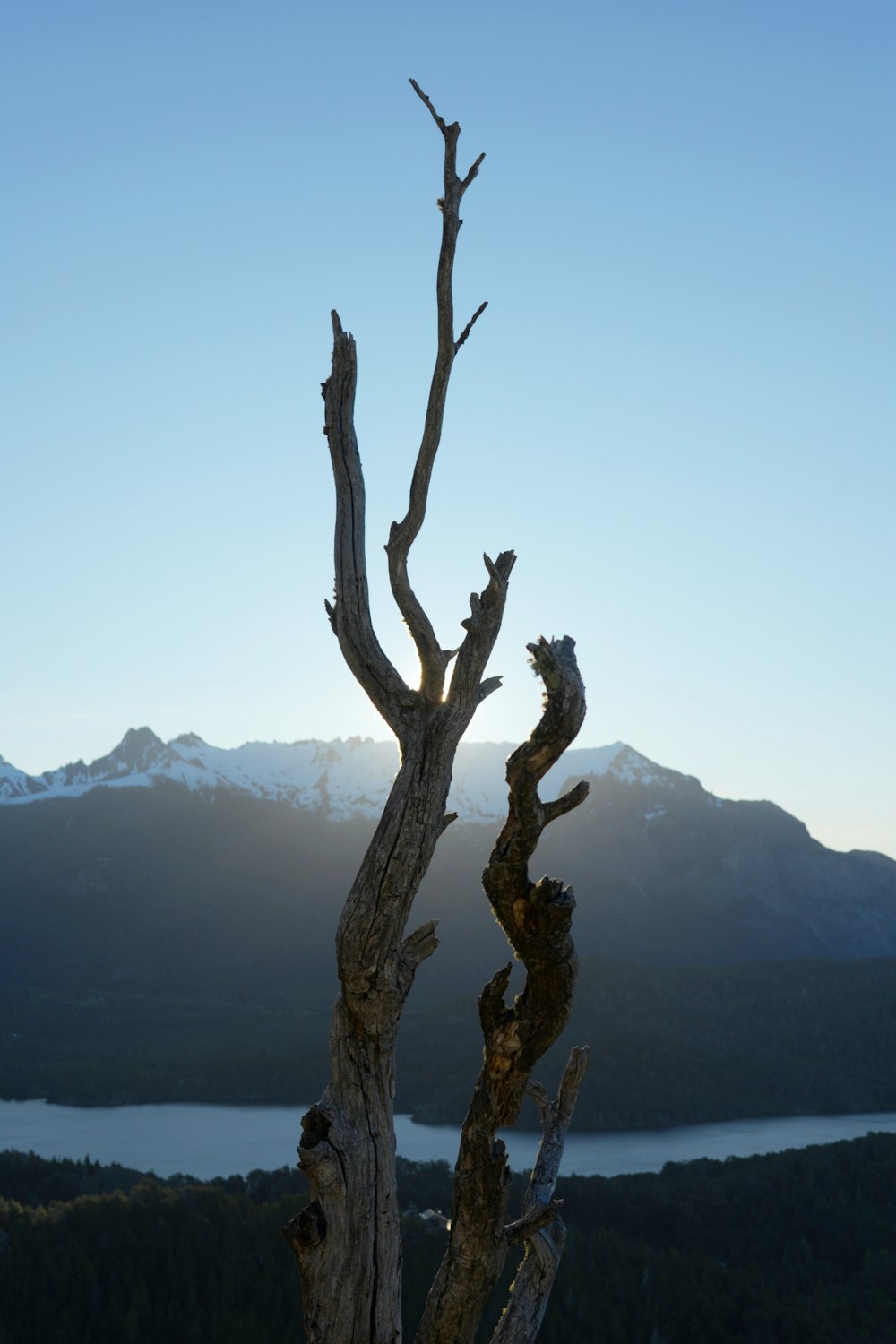 a dead tree with a mountain in the background
