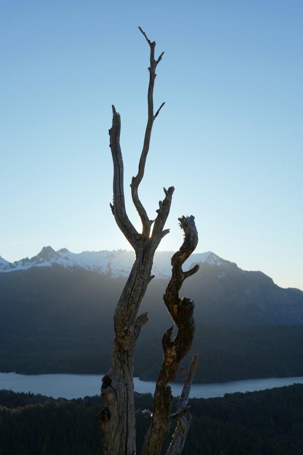 ein toter Baum mit einem Berg im Hintergrund