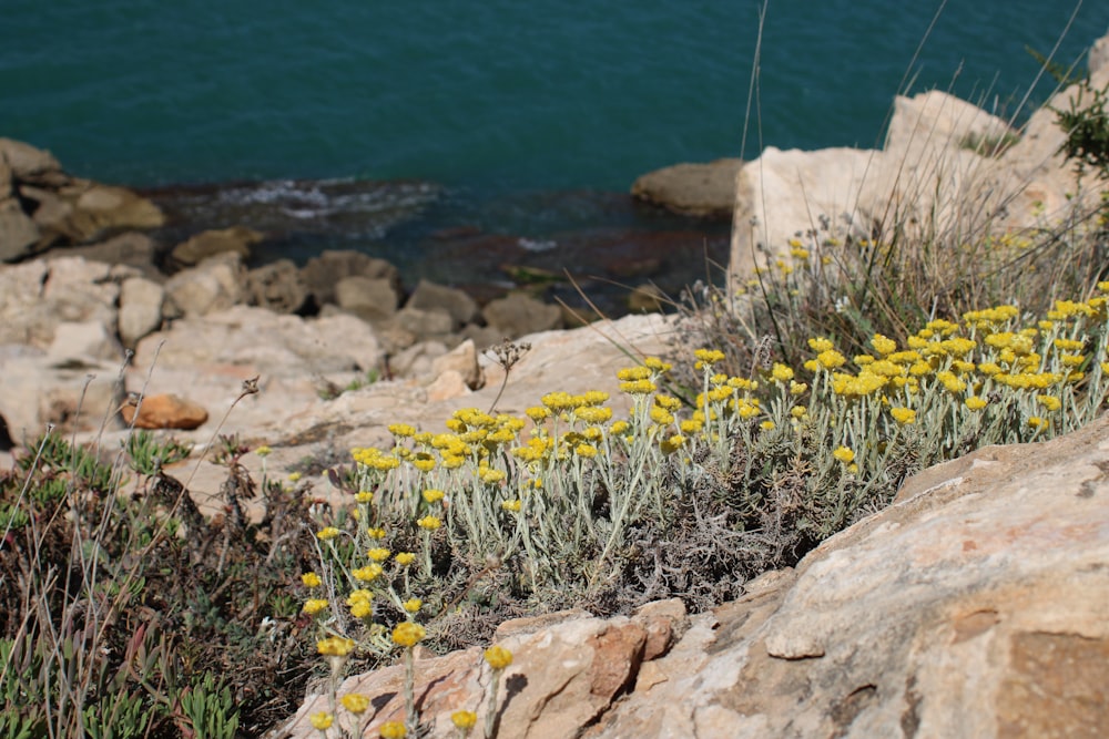 a bunch of yellow flowers growing out of the rocks