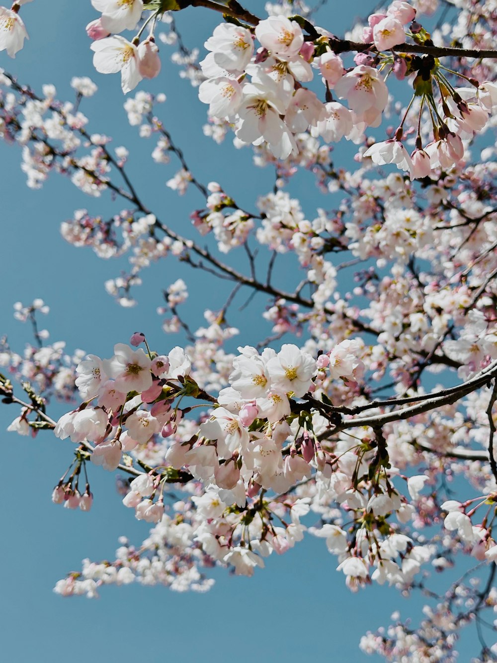 un mazzo di fiori bianchi su un albero