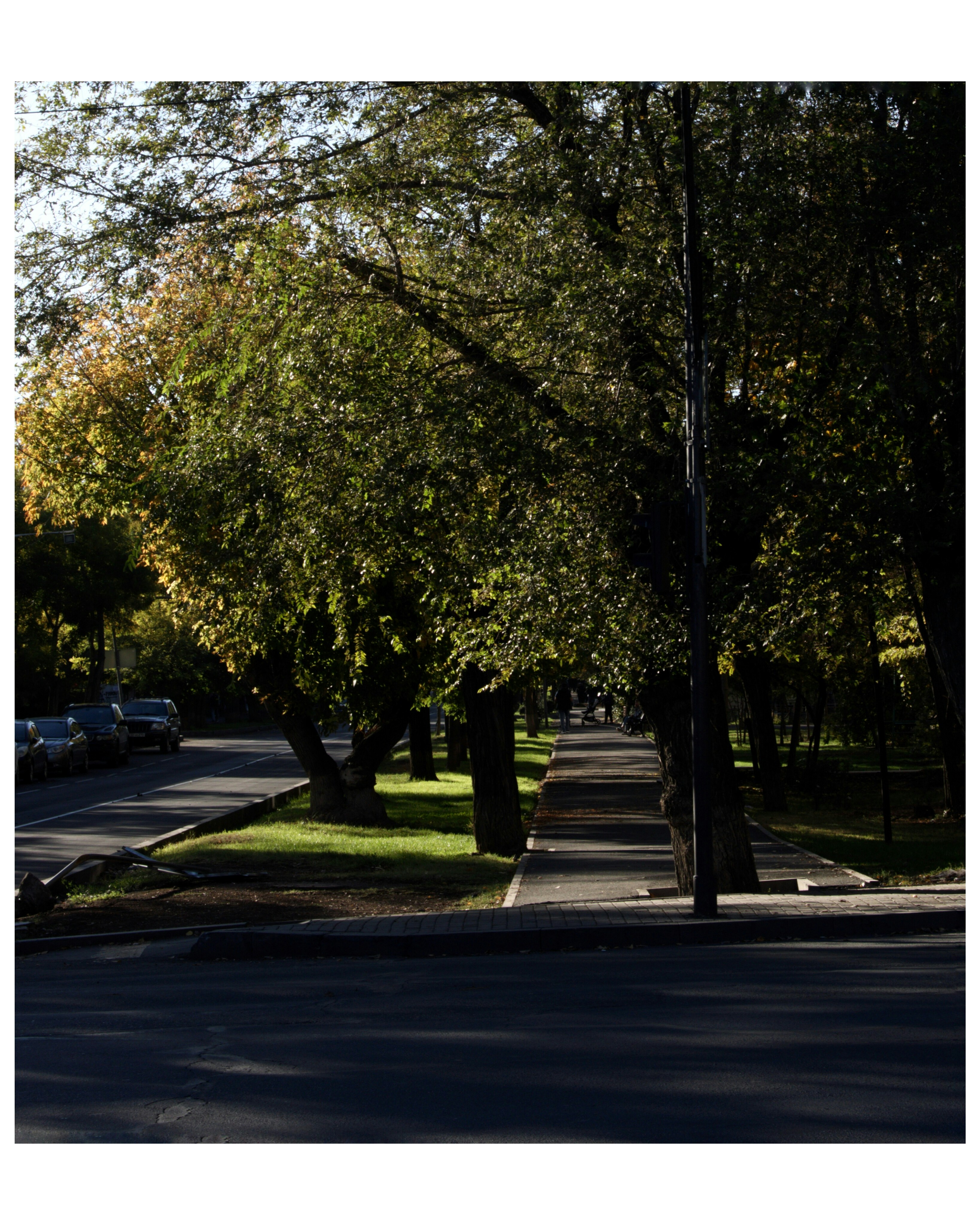 a tree lined street with cars parked on the side of the road