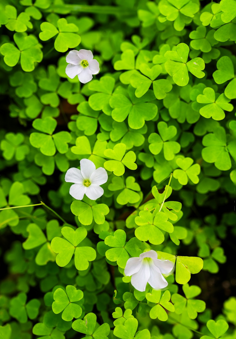 a group of white flowers sitting on top of a lush green field