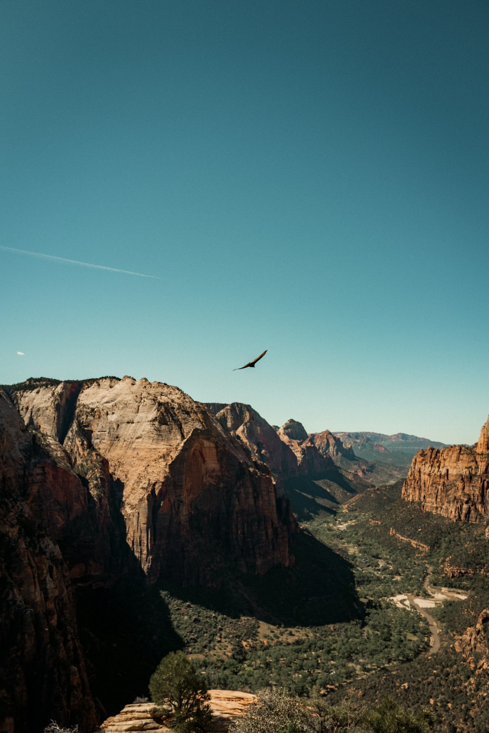 a bird flying over a mountain range in the desert