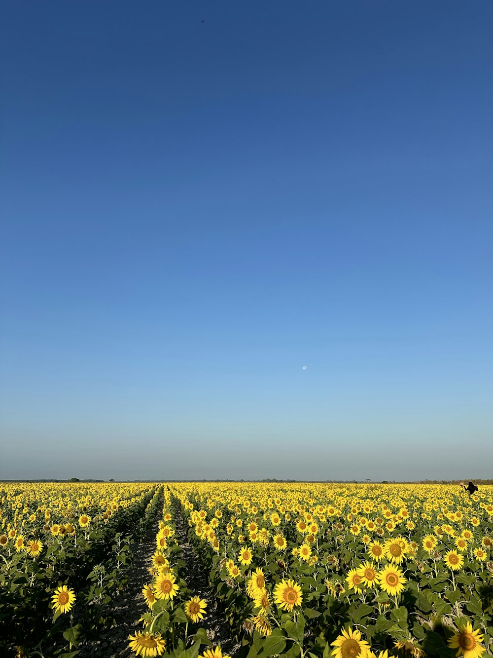 un gran campo de girasoles bajo un cielo azul