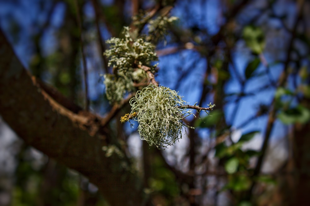 a close up of a tree with green leaves