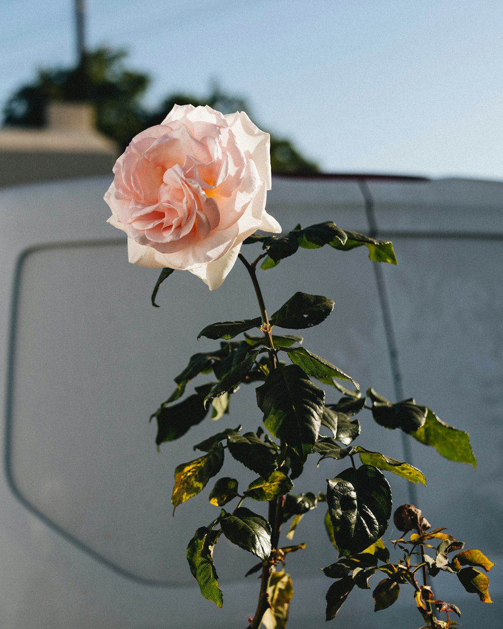 a pink rose sitting on top of a green plant