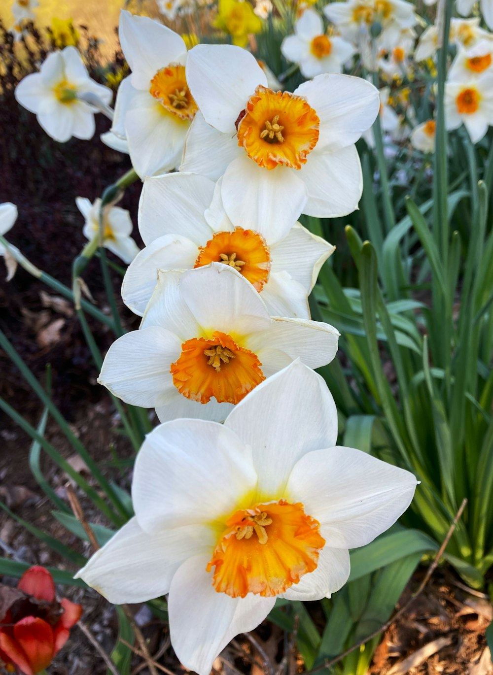 a group of white and orange flowers in a garden