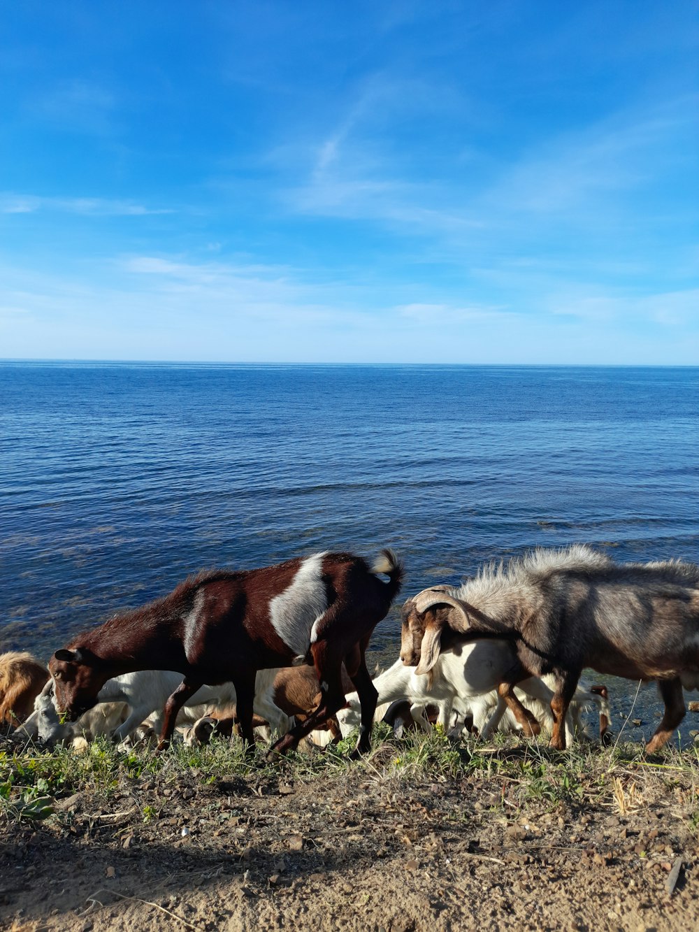 Eine Herde Pferde, die an einem Strand am Meer entlang spaziert