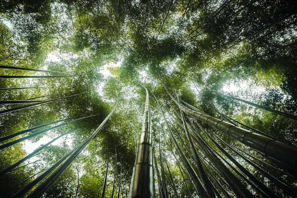 looking up at a tall bamboo tree in a forest