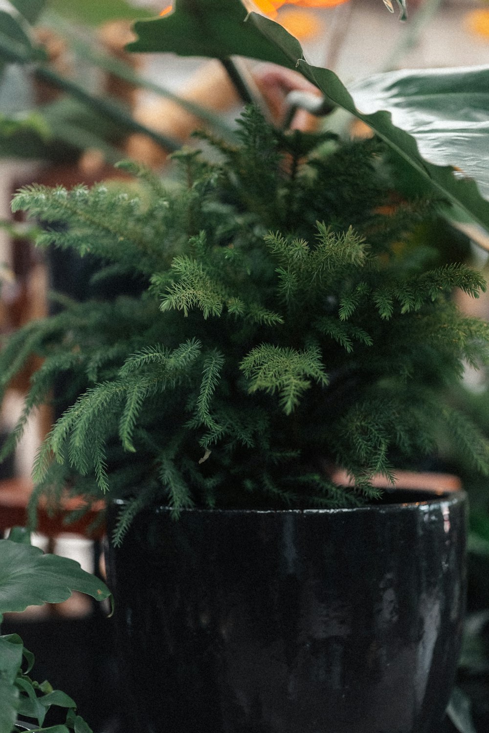 a close up of a plant in a pot