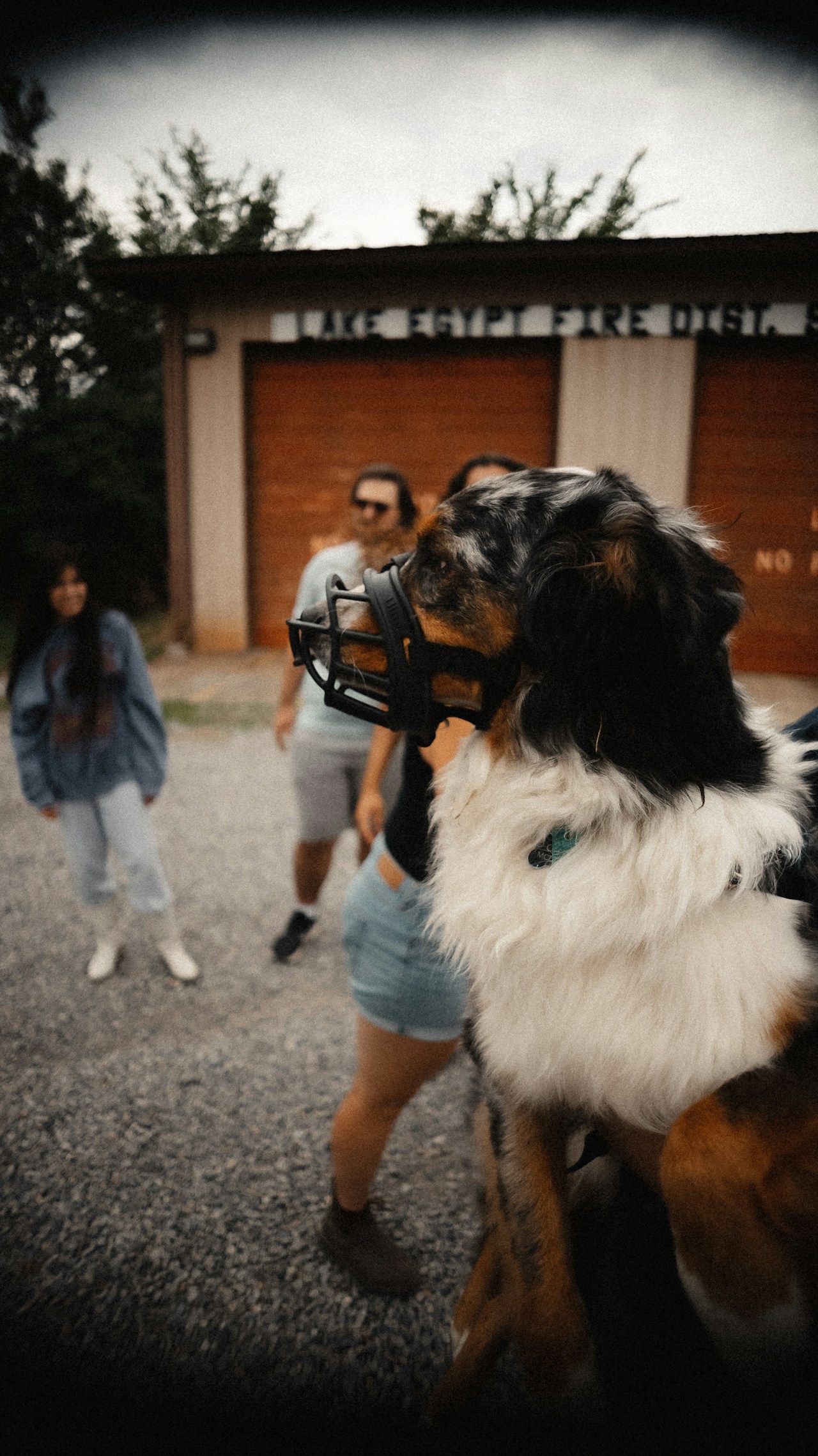 a dog with a muzzle standing next to a woman