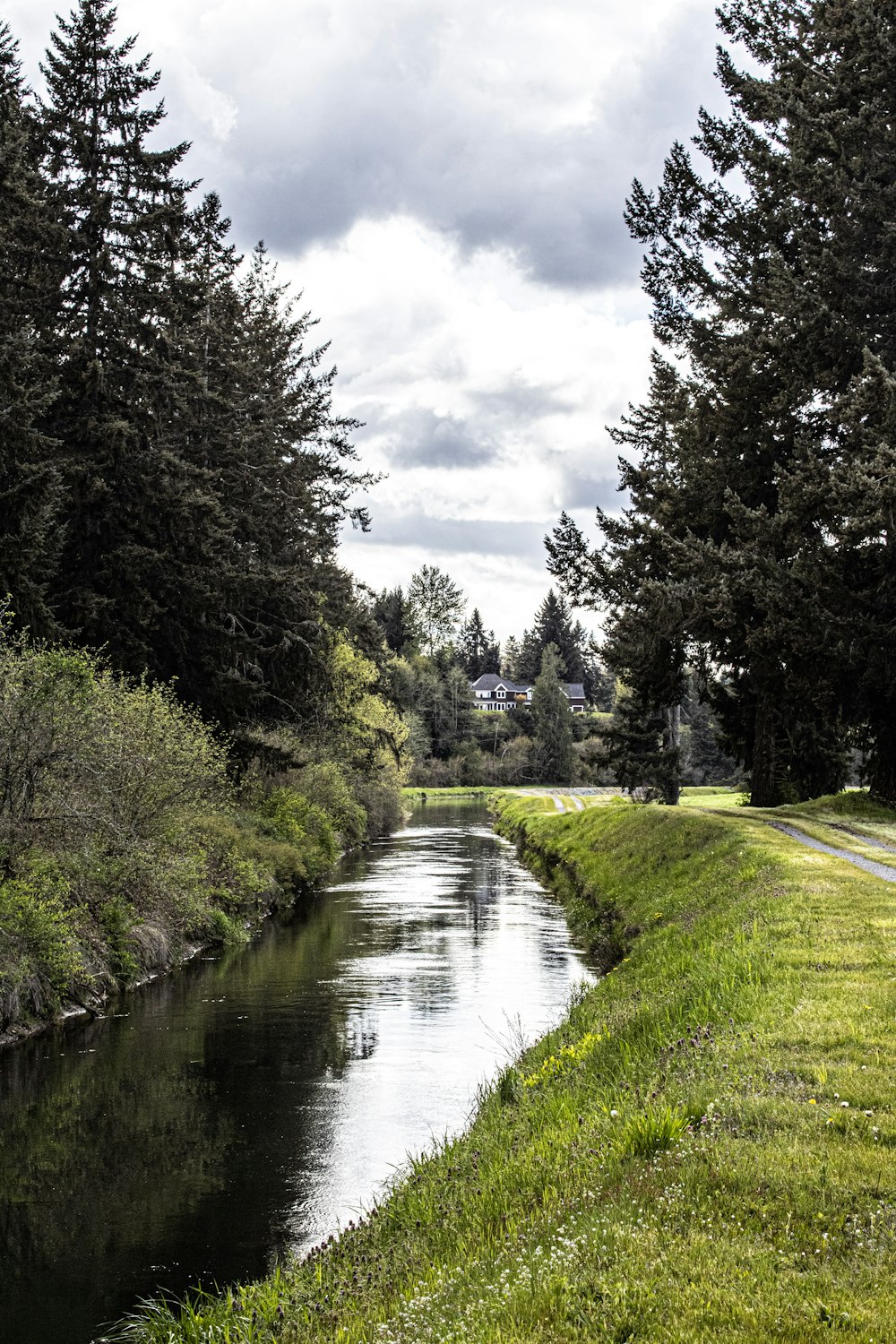 a river running through a lush green forest