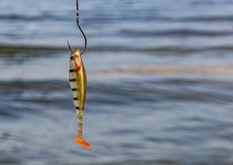 a fish hanging from a hook in the water