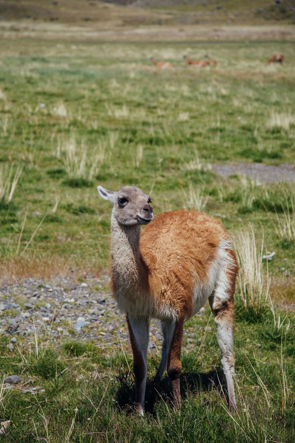 a brown and white llama standing on top of a grass covered field