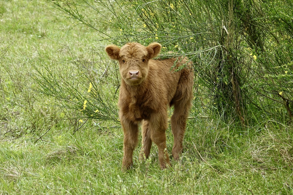 a baby calf standing in a field of grass