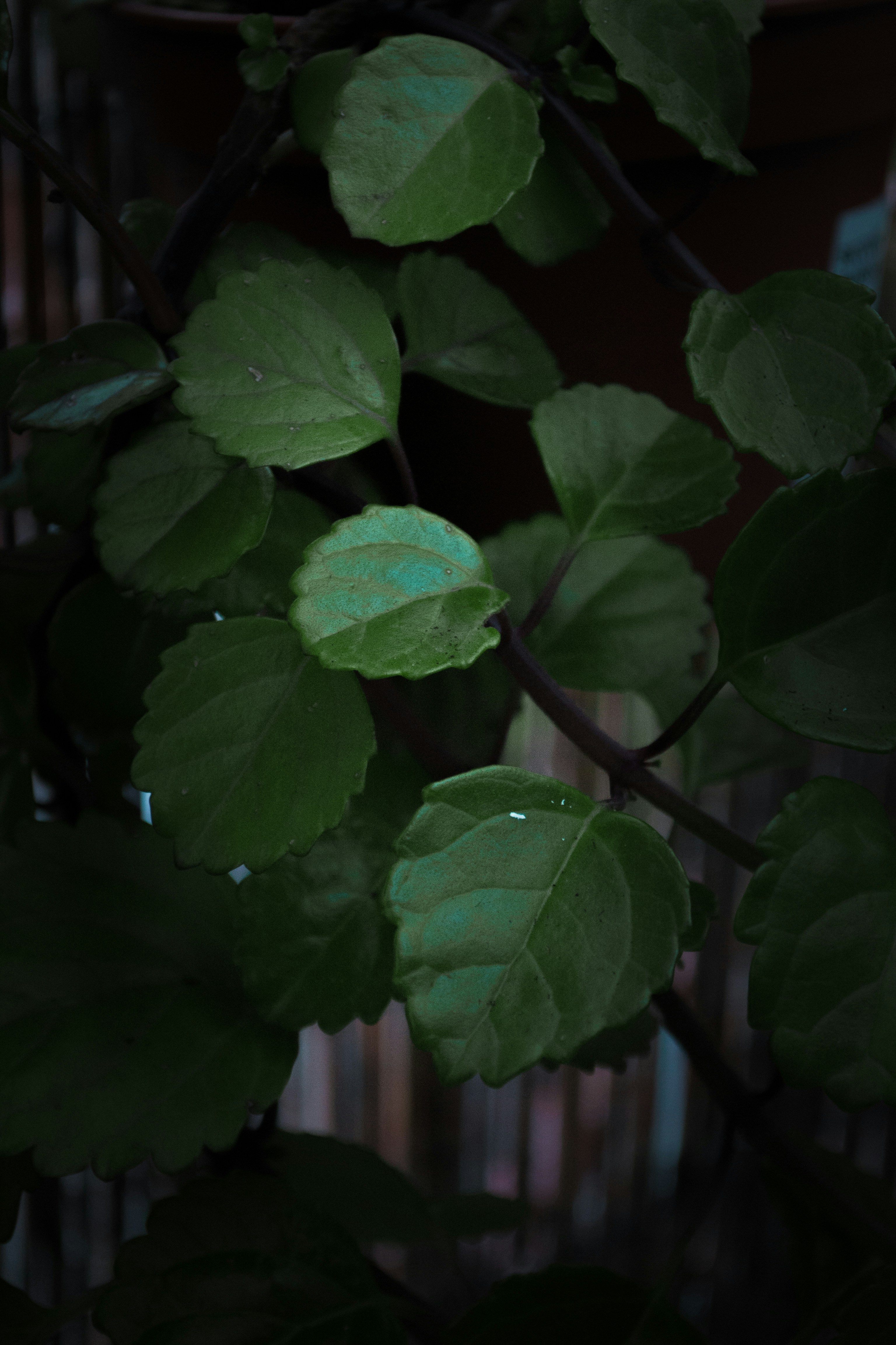 a close up of a leafy plant with a fence in the background