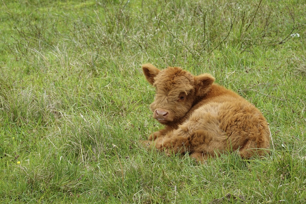 a brown bear laying in a grassy field