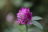 Red Clover
