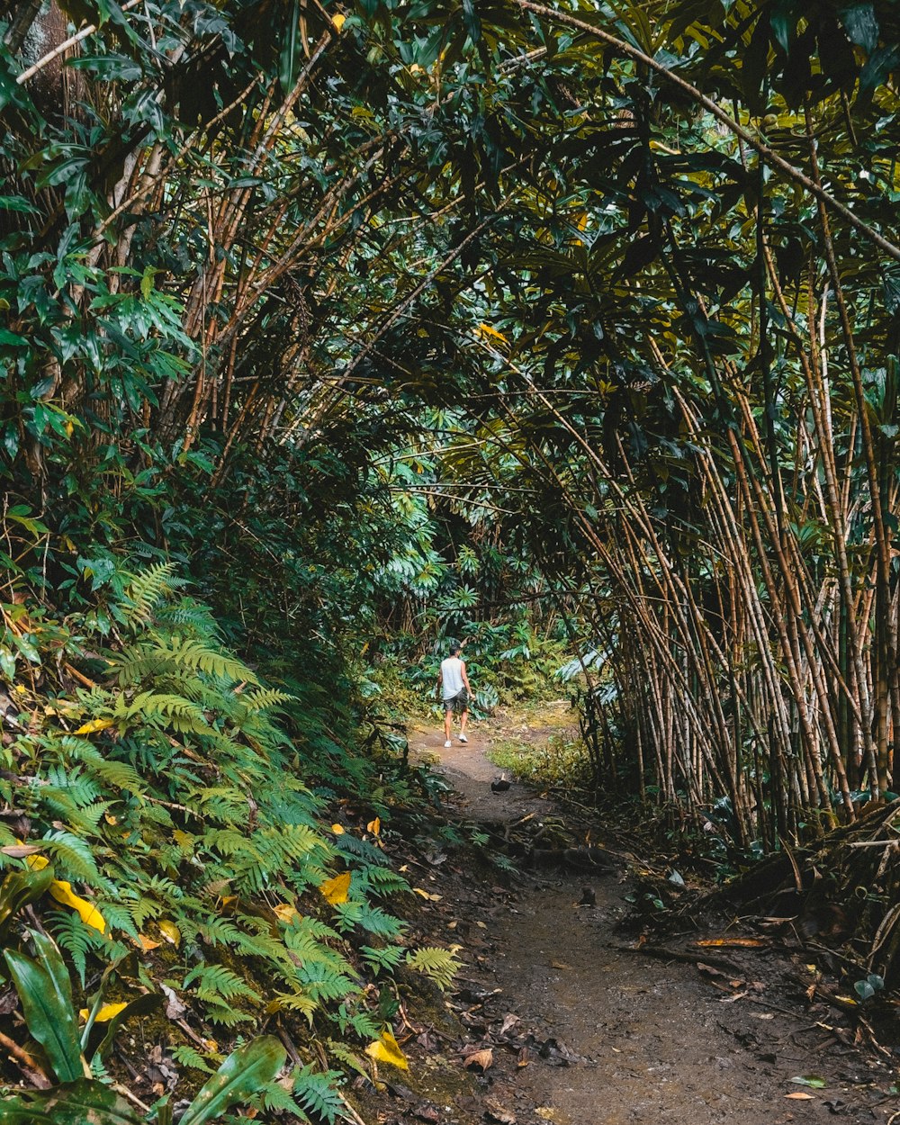 a person walking down a path through a forest