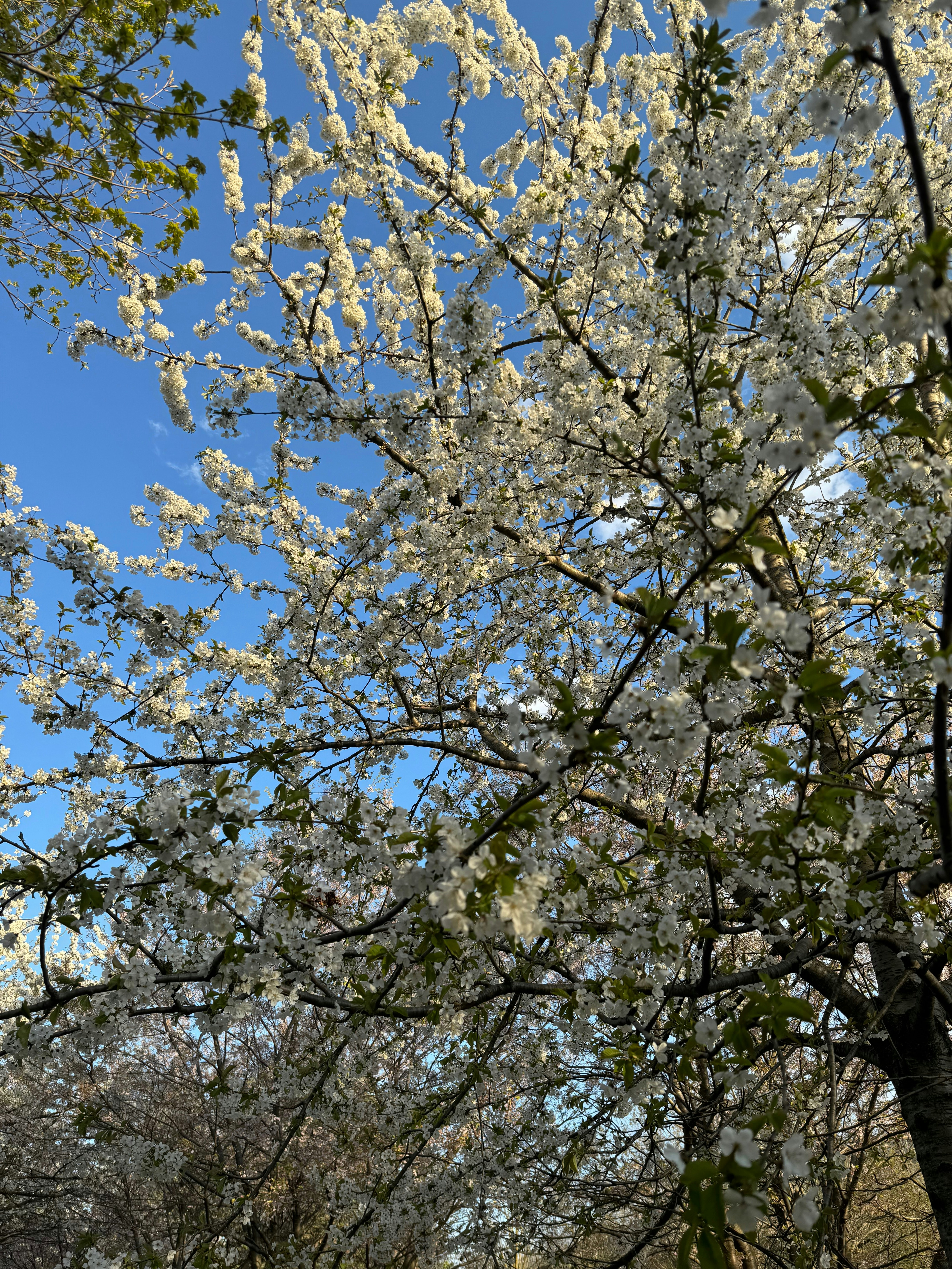 Photo by ghimire__saugat