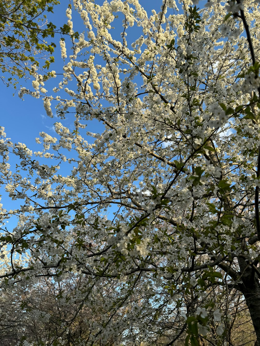 a tree with white flowers in a park