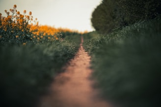 a dirt road surrounded by tall grass and yellow flowers