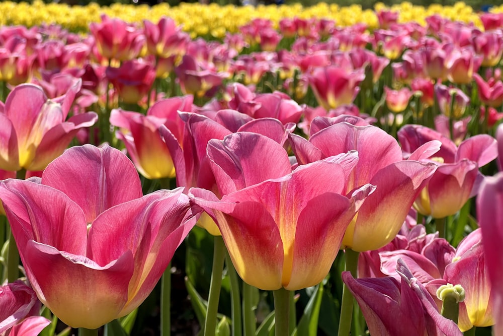 a field full of pink and yellow flowers