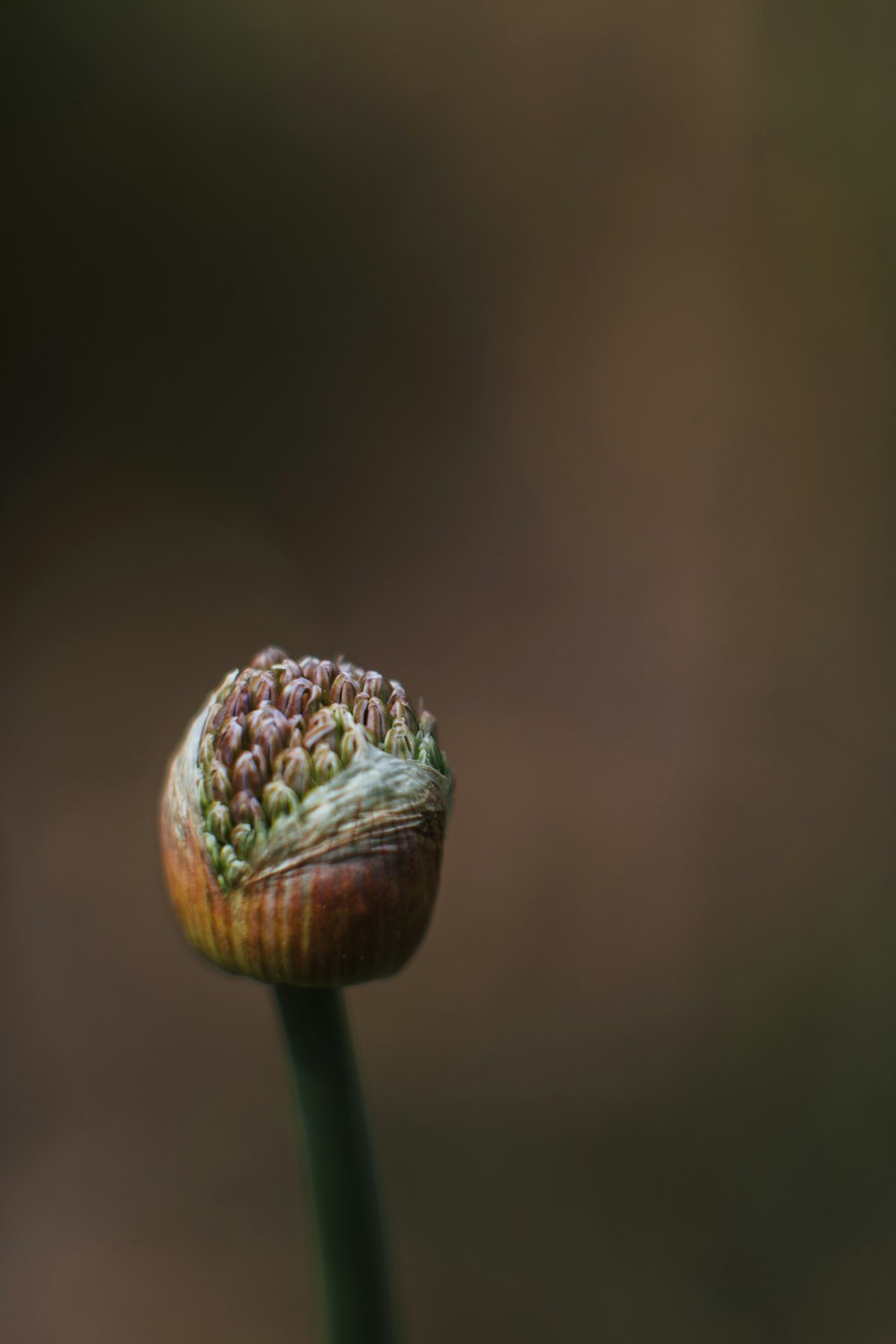 a close up of a flower with a blurry background