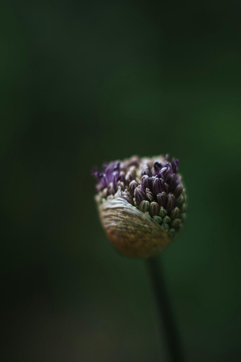 a close up of a flower with a blurry background