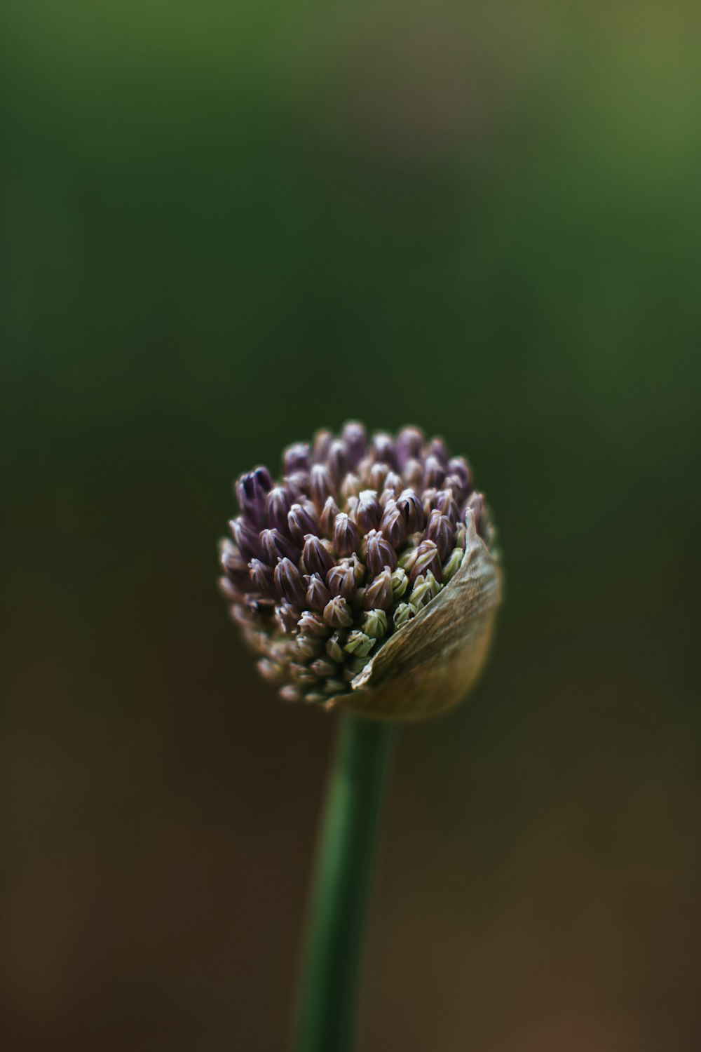 a close up of a flower with a blurry background