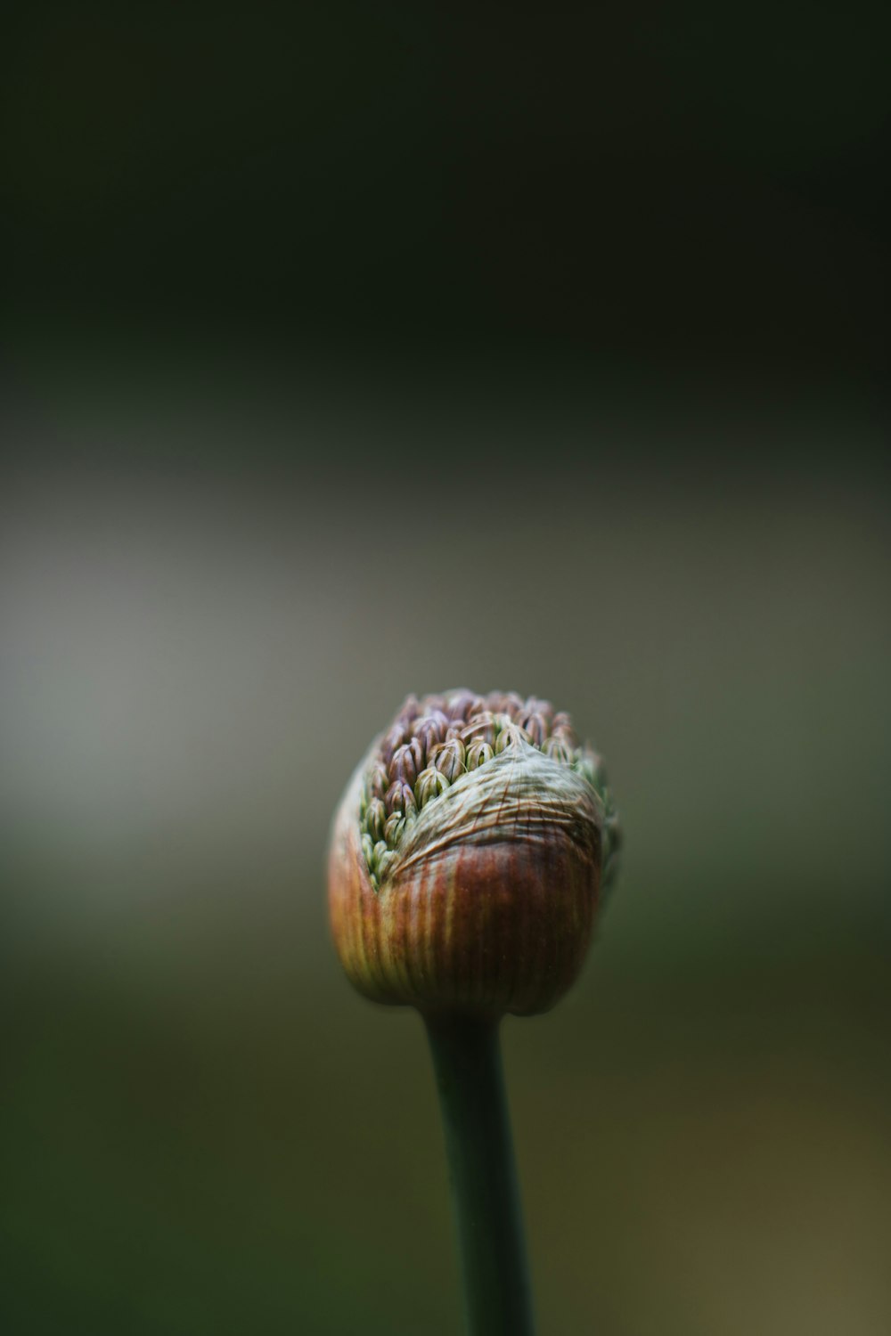 a close up of a flower with a blurry background