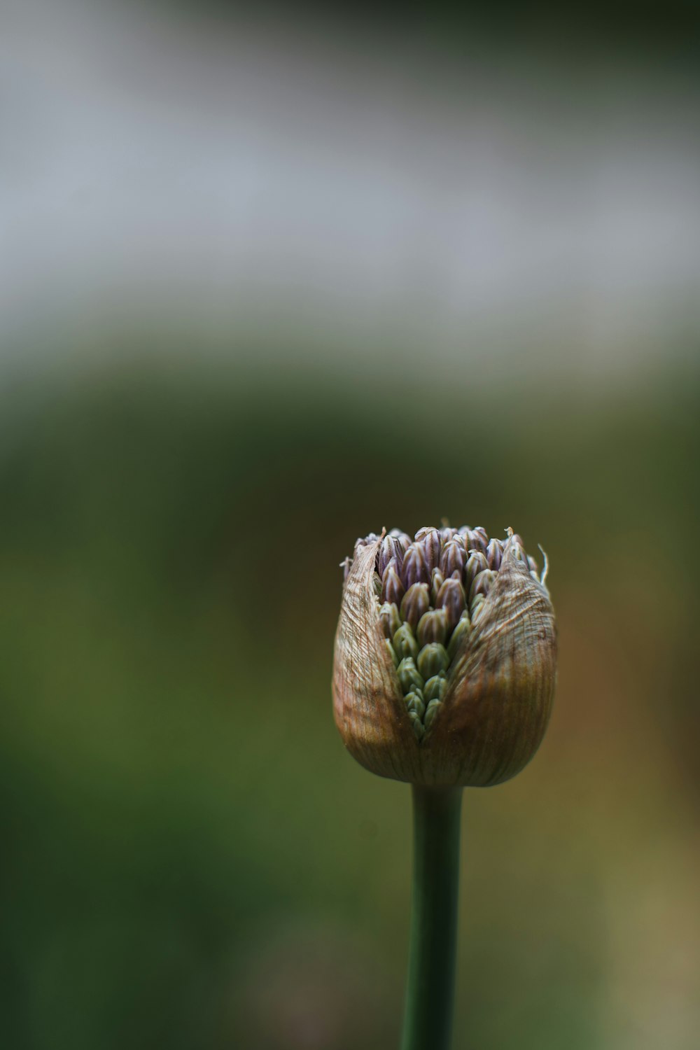 a close up of a flower with a blurry background