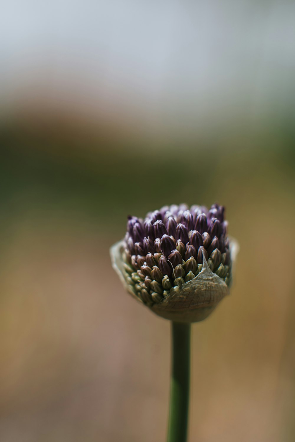 a close up of a flower with a blurry background