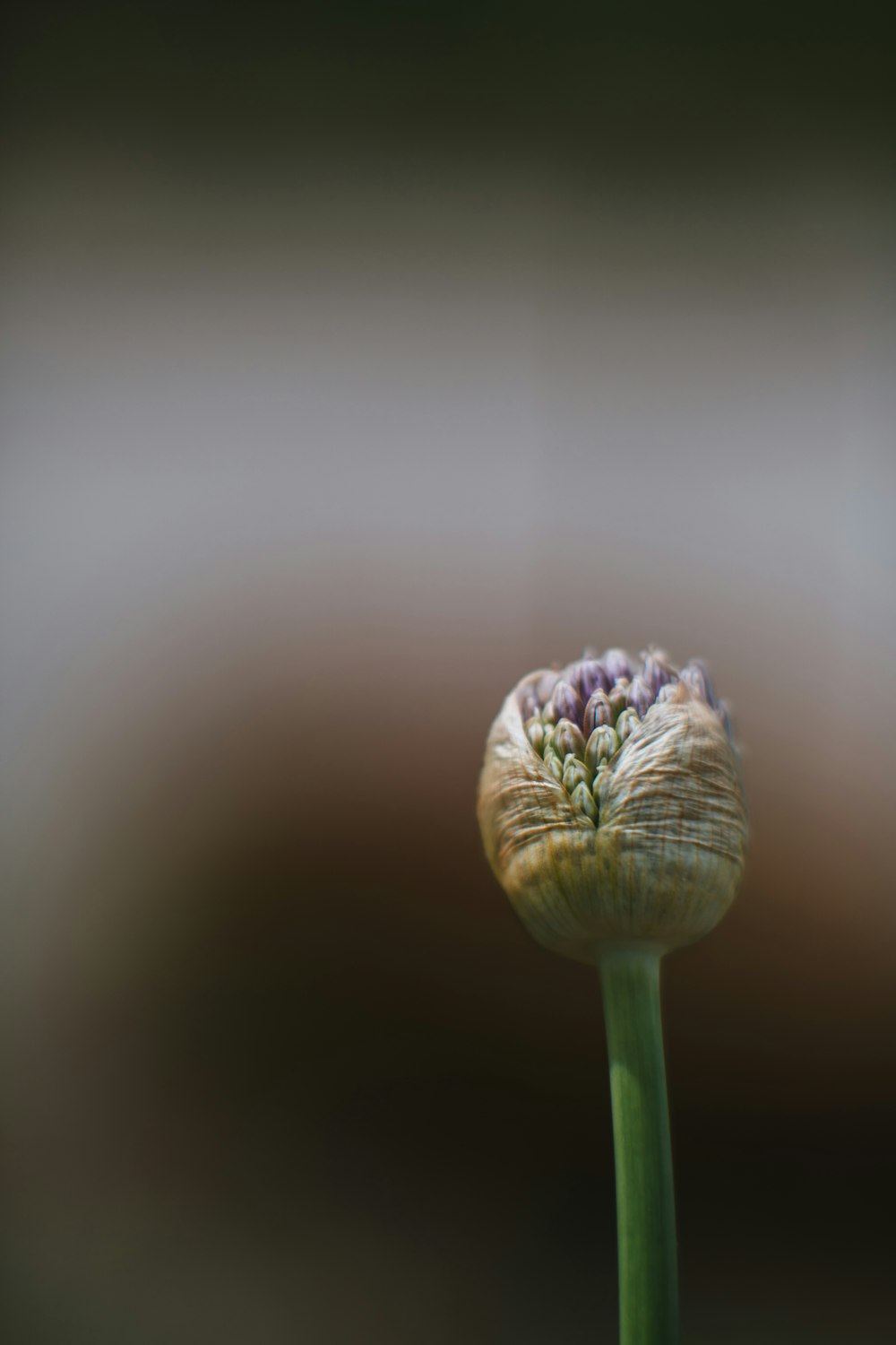 a close up of a flower with a blurry background