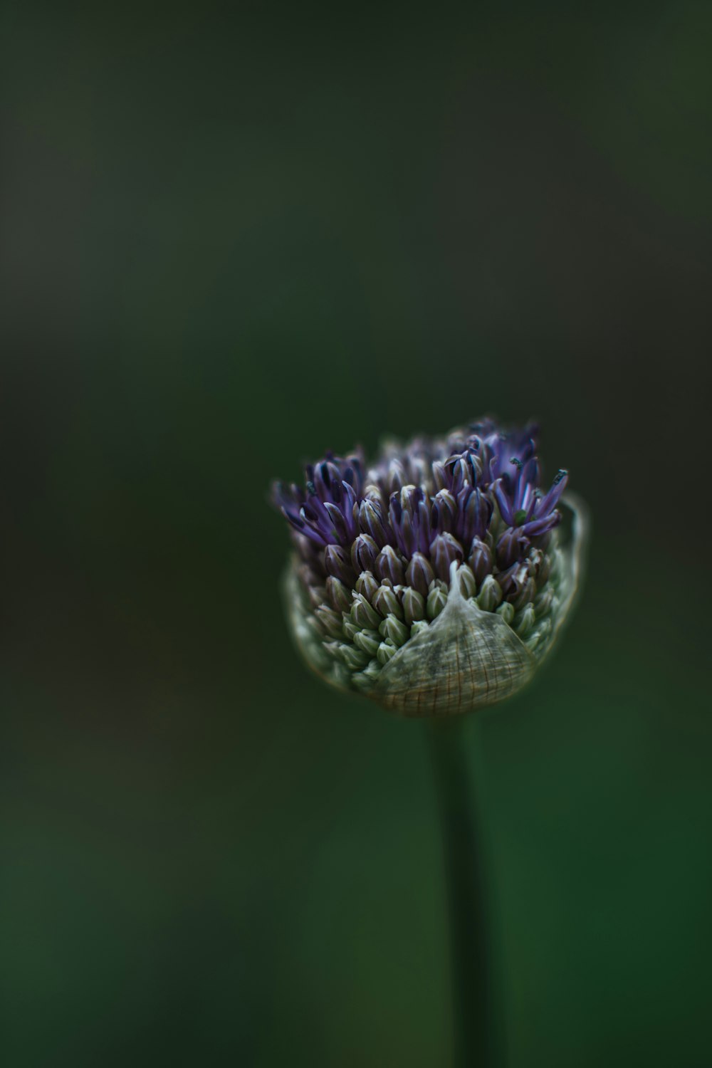 a close up of a flower with a blurry background