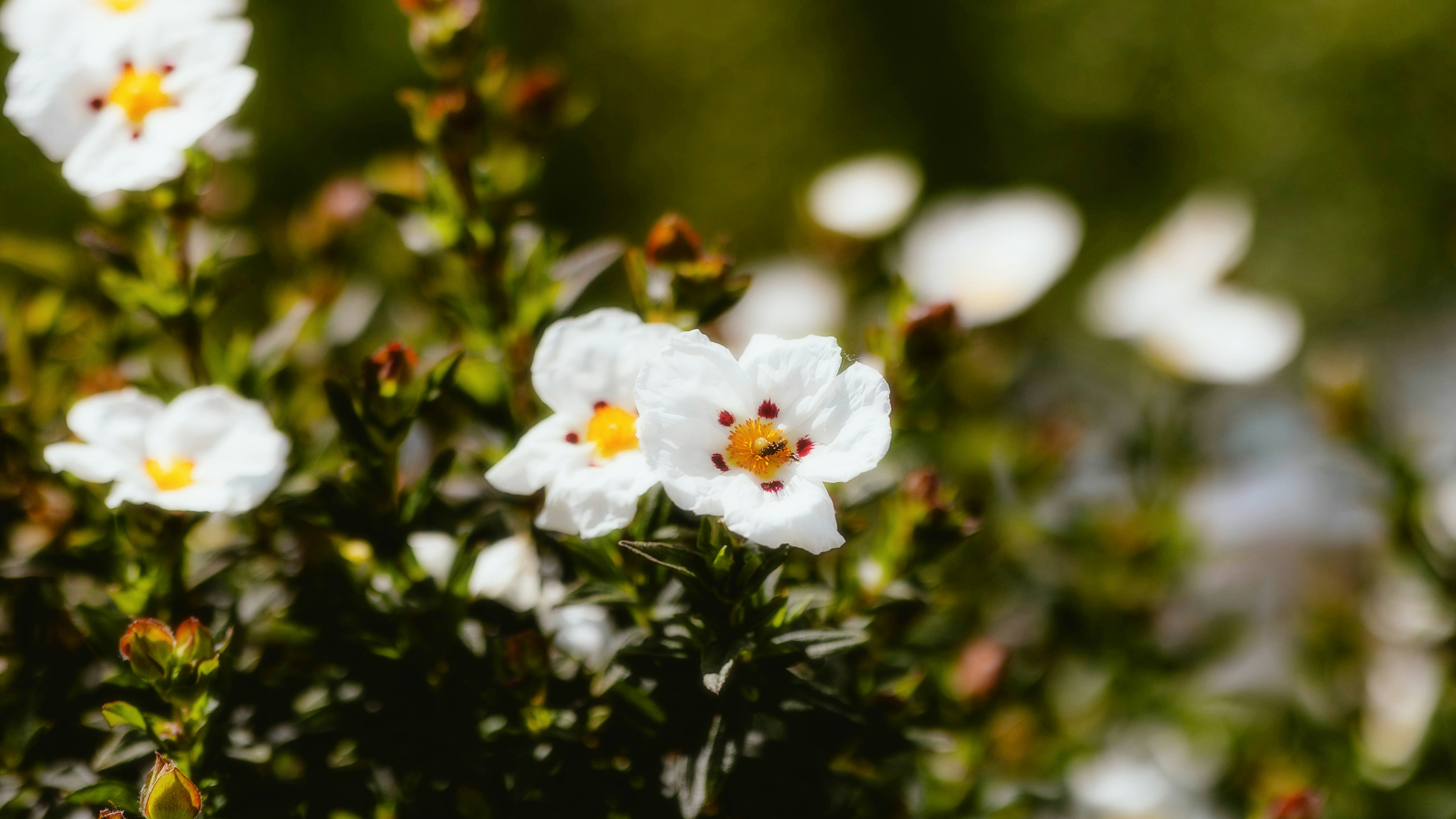 Photo by alingavriliuc