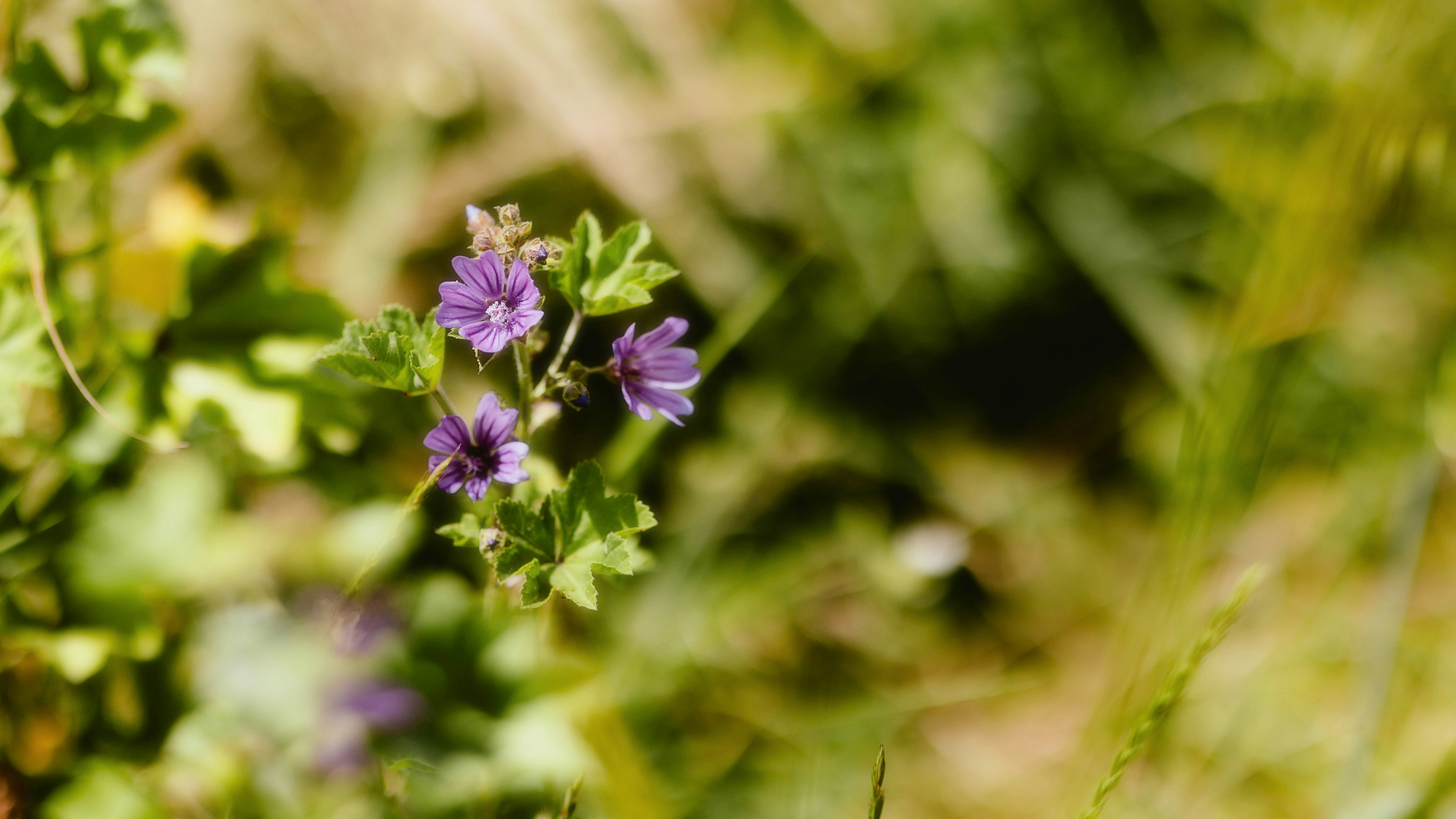 Photo by alingavriliuc