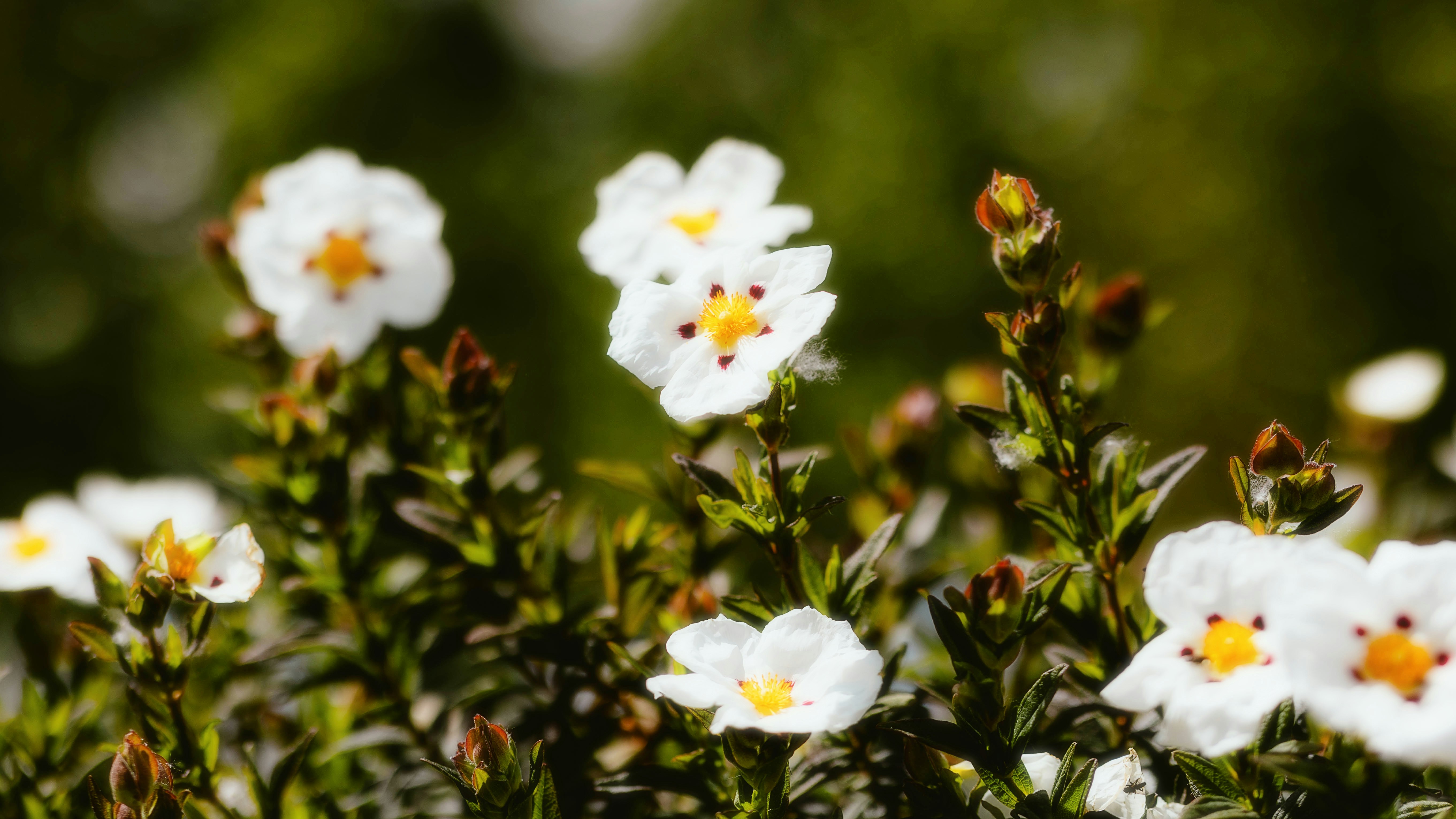 Photo by alingavriliuc