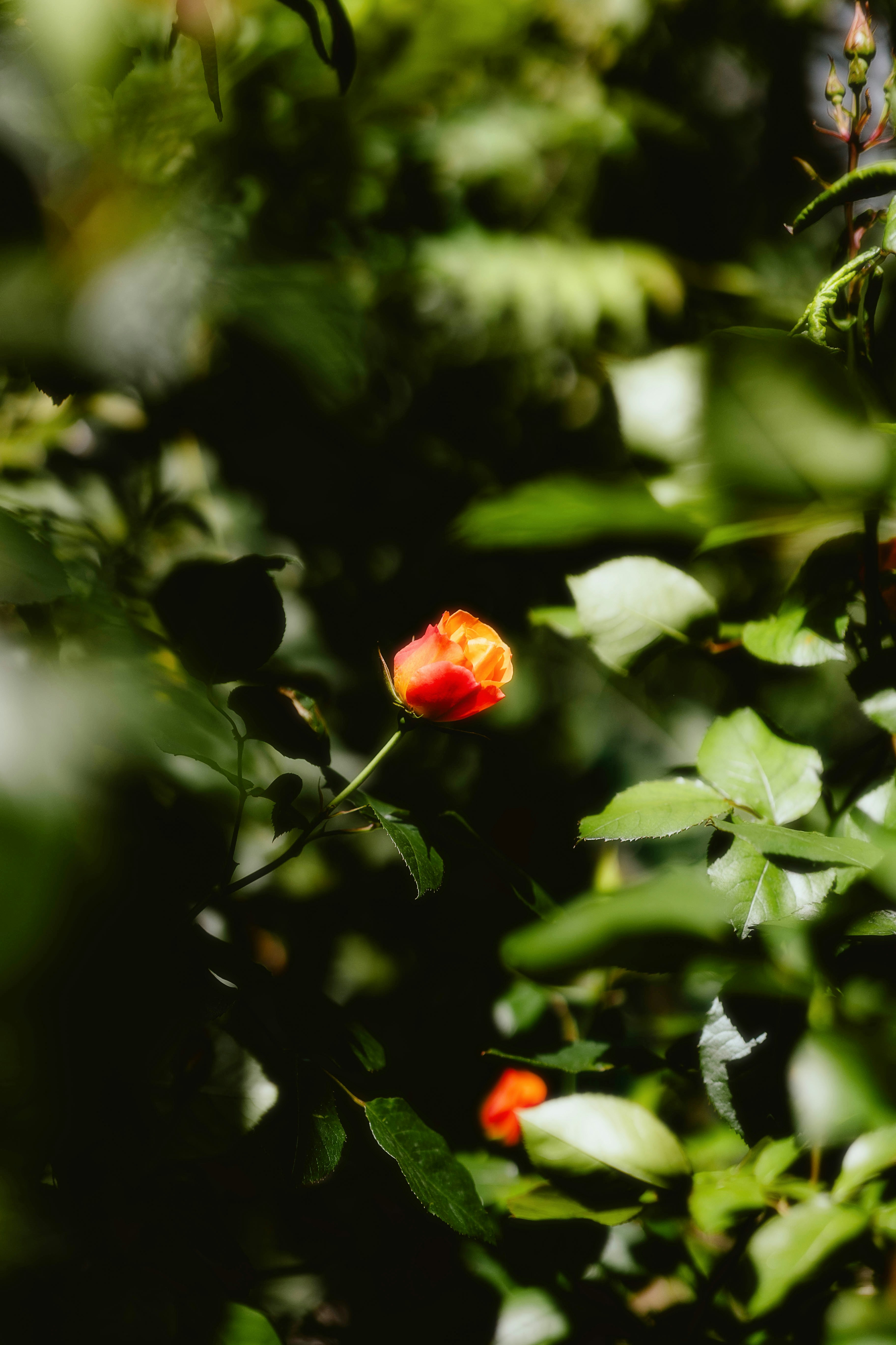 Photo by alingavriliuc