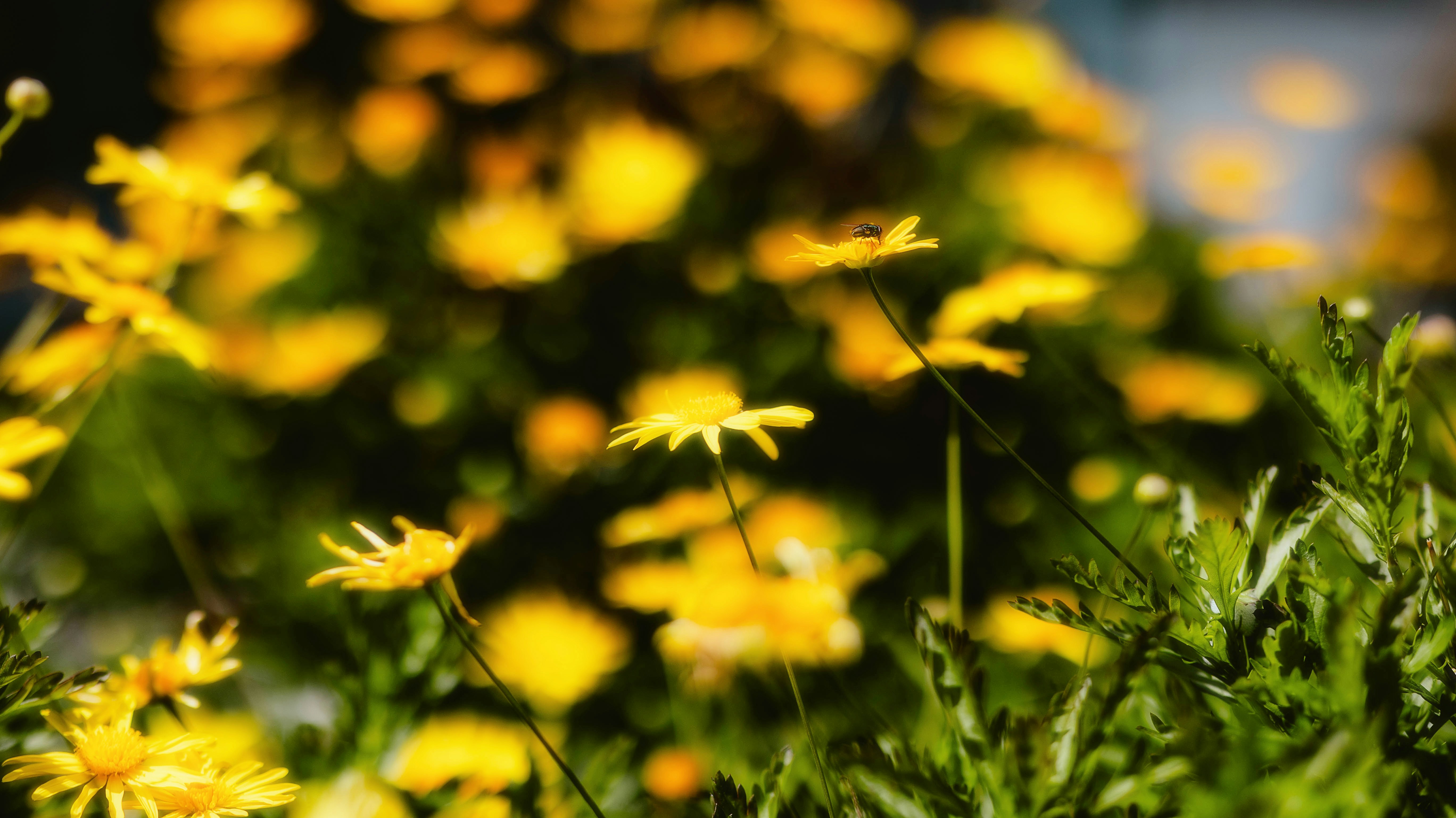 Photo by alingavriliuc