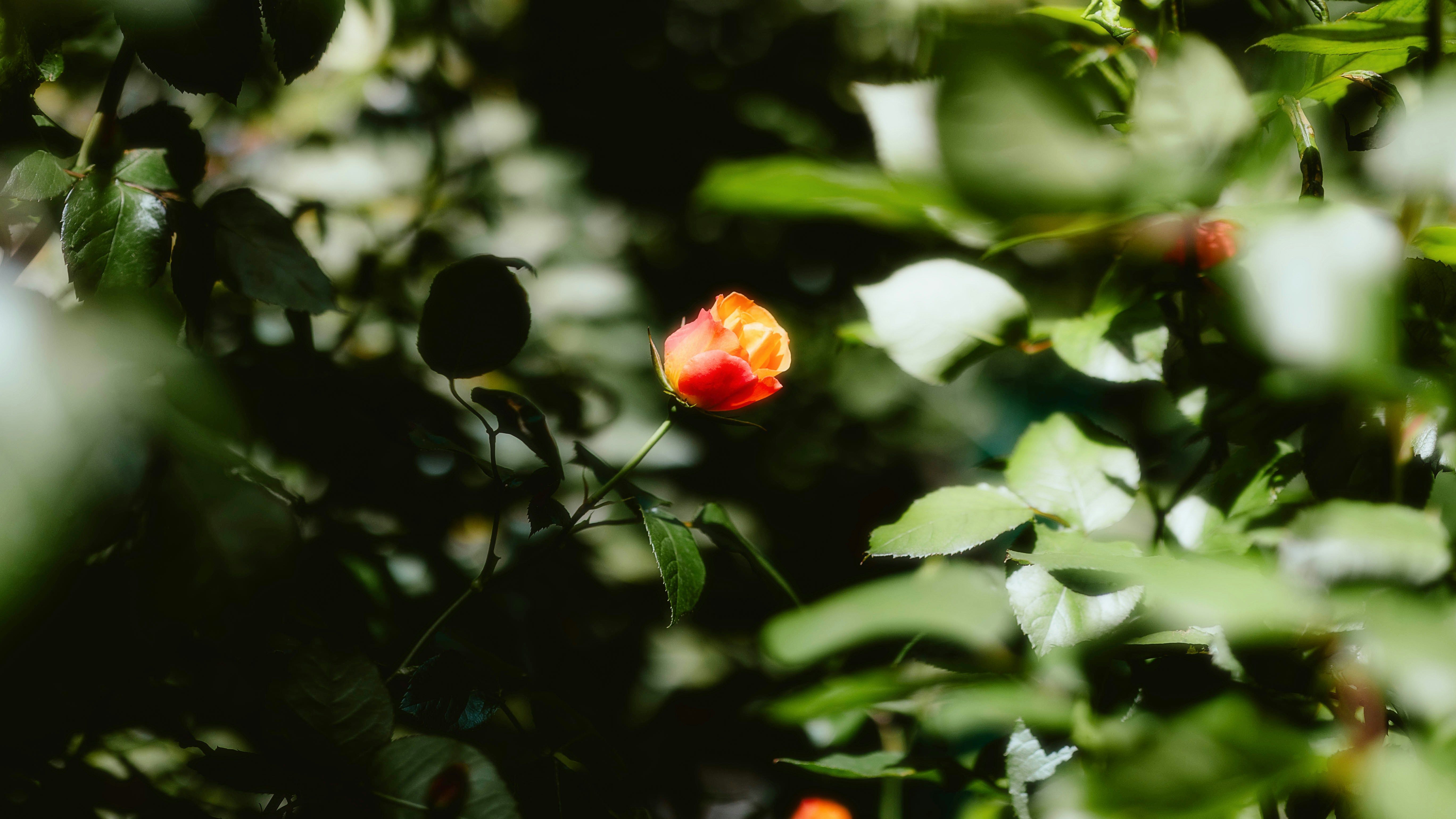 Photo by alingavriliuc