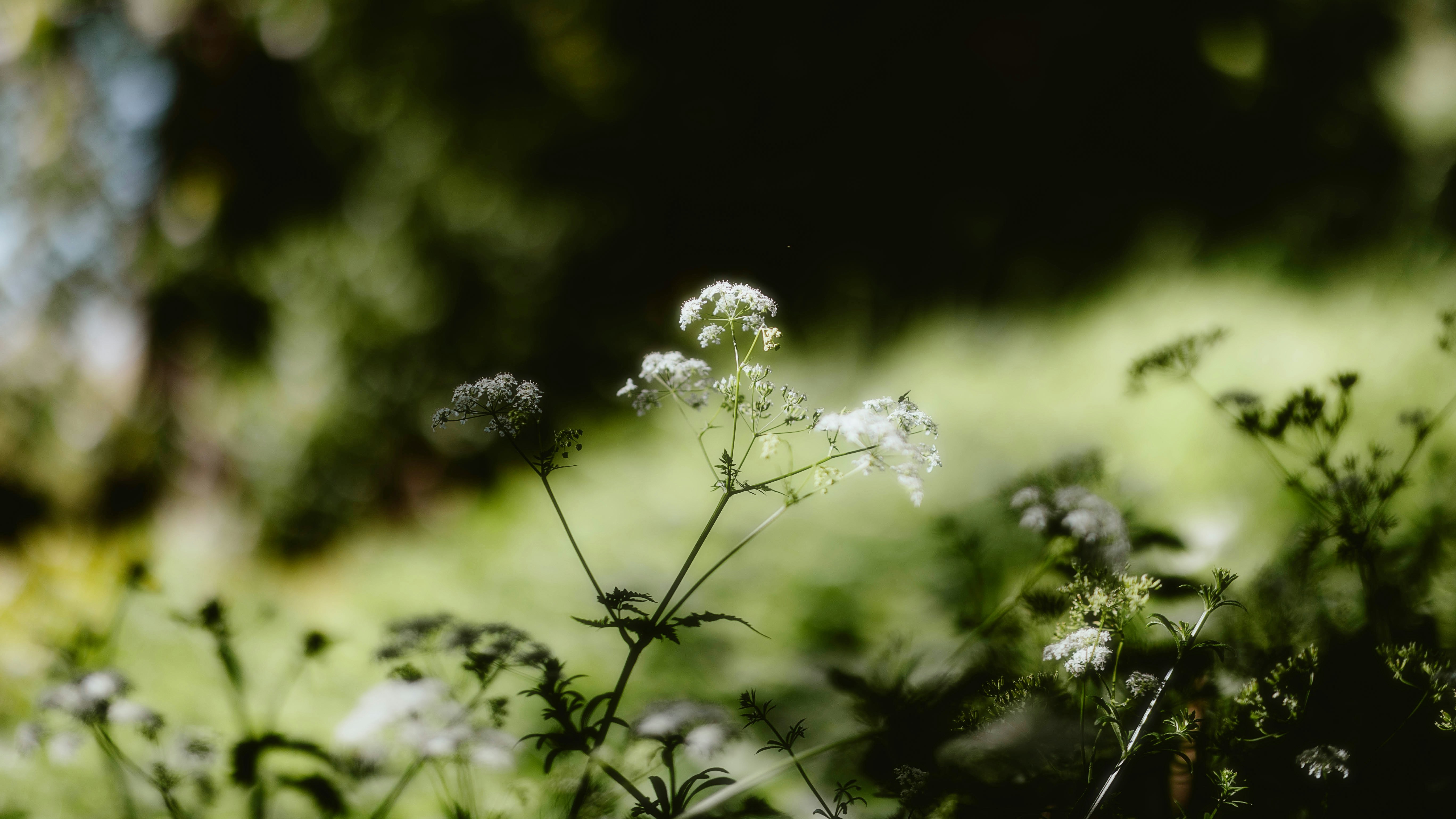 Photo by alingavriliuc