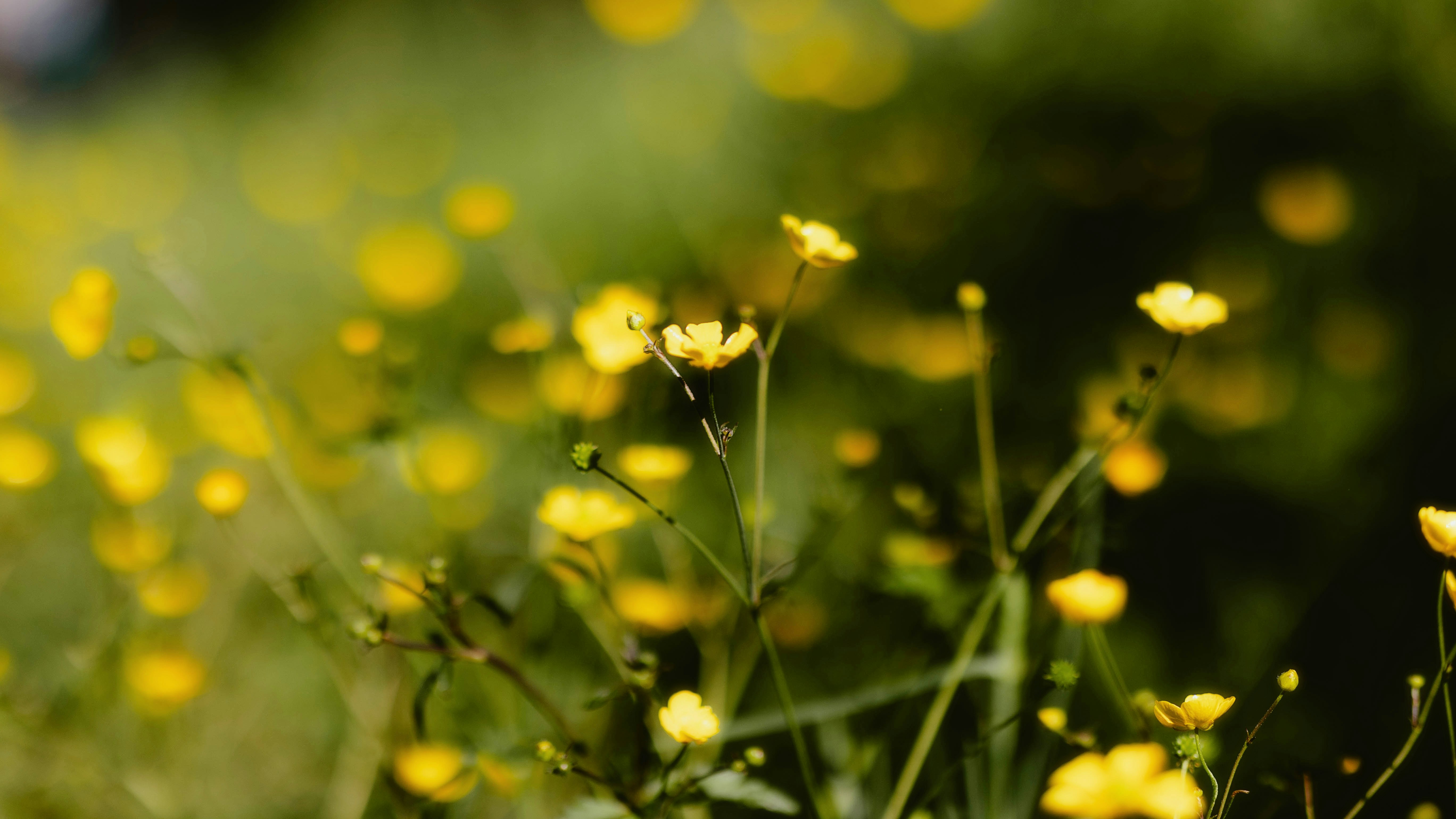 Photo by alingavriliuc