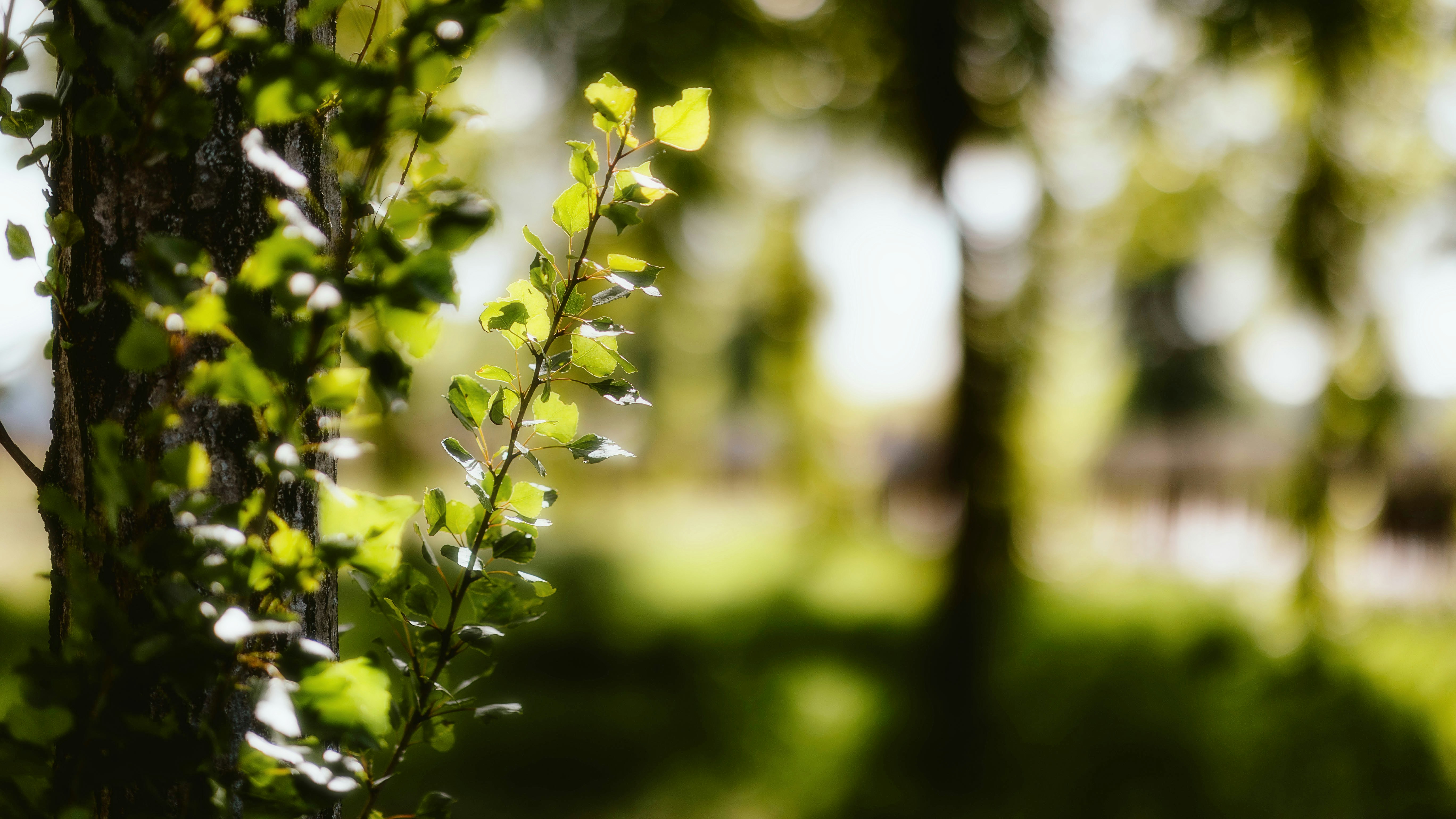 Photo by alingavriliuc