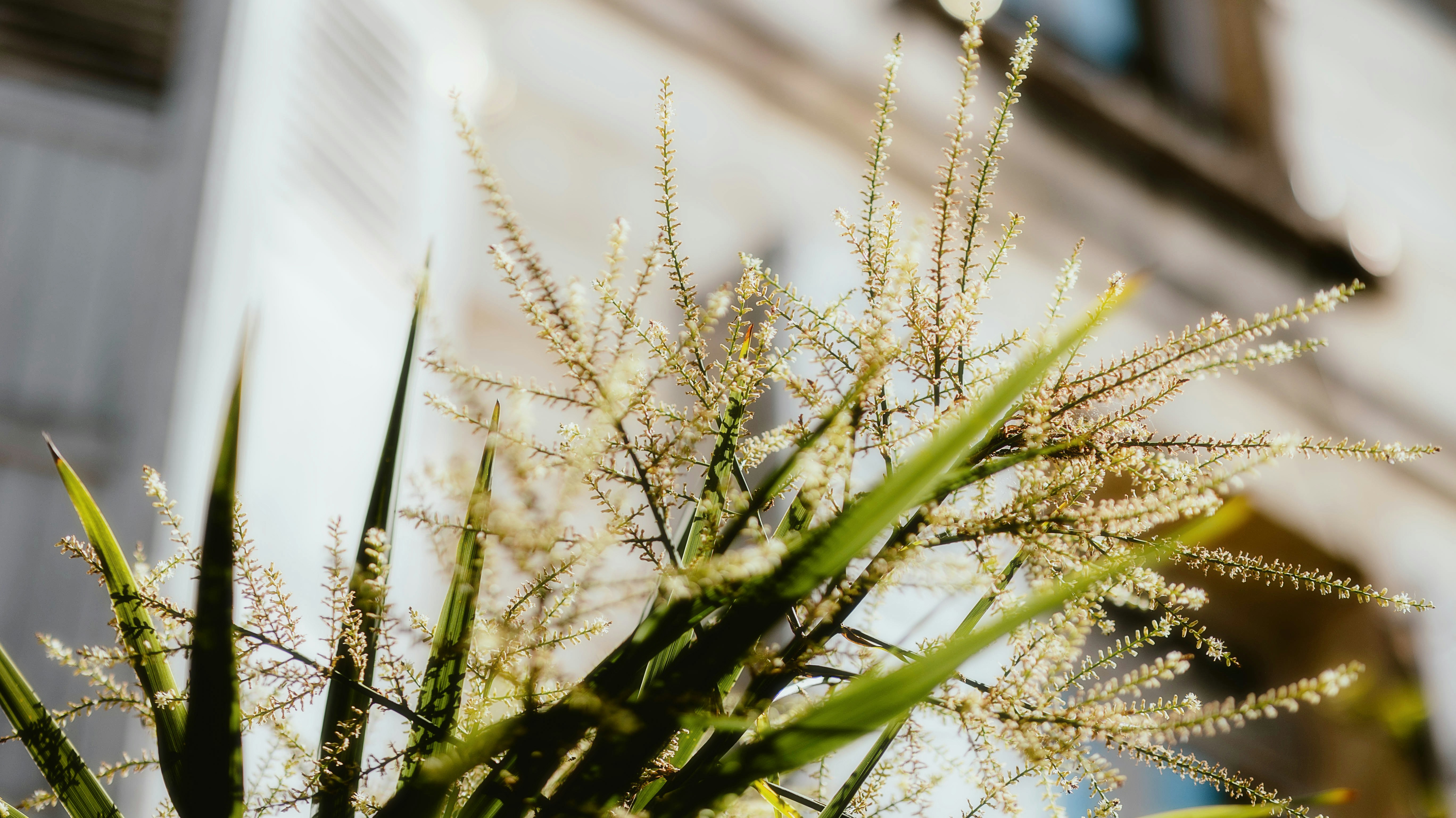 Willow Tree Flowers & Gifts