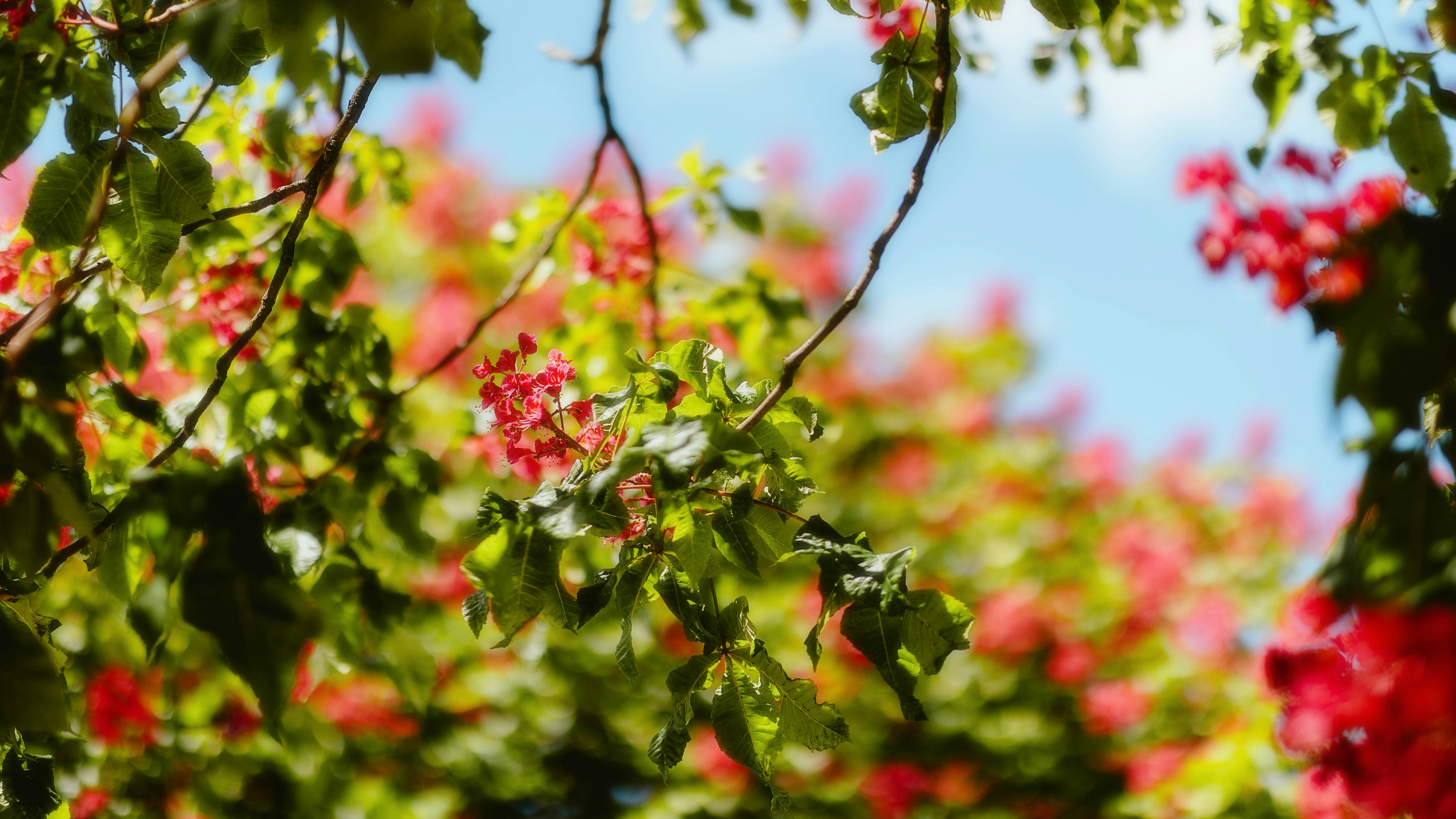 Photo by alingavriliuc