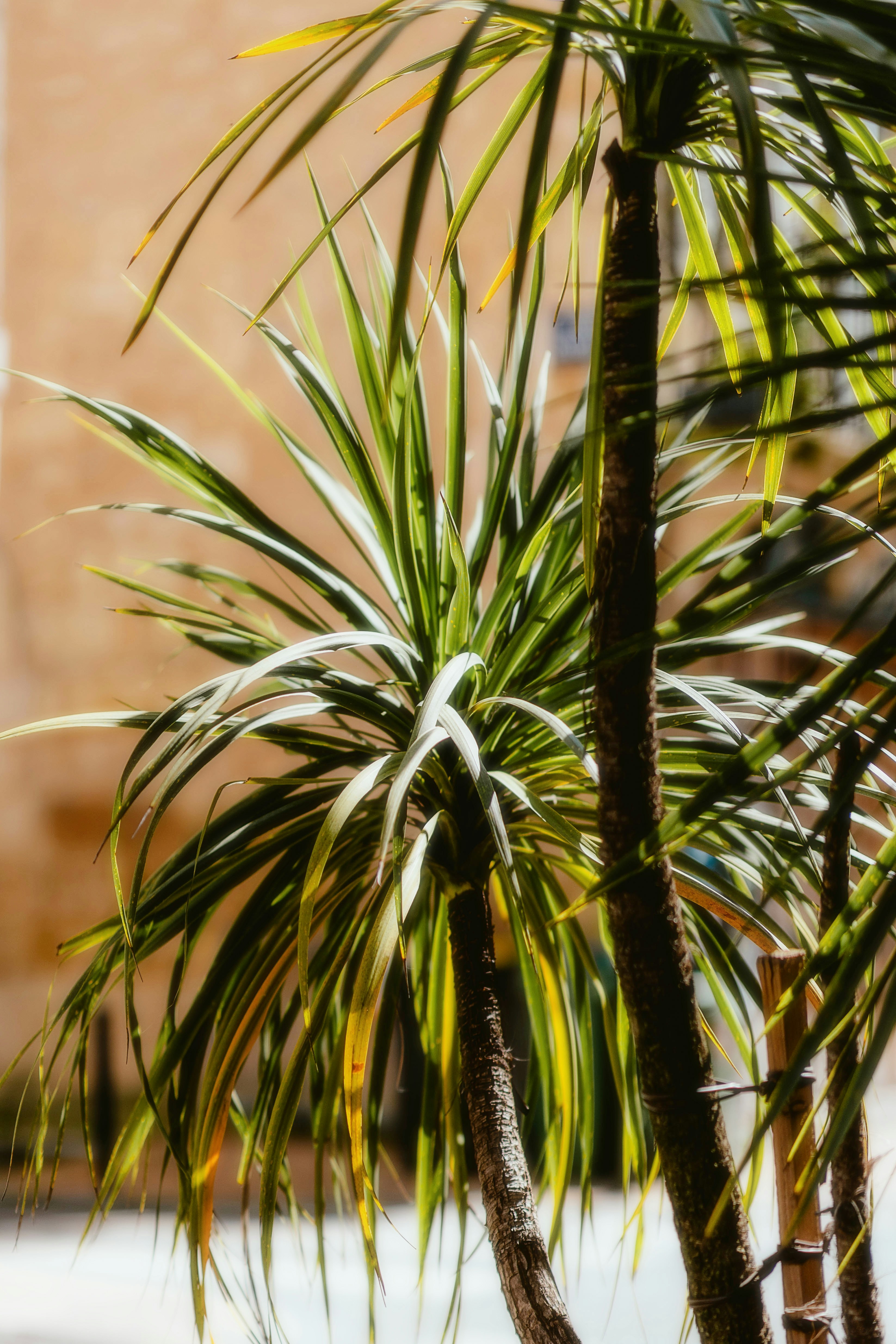 Photo by alingavriliuc