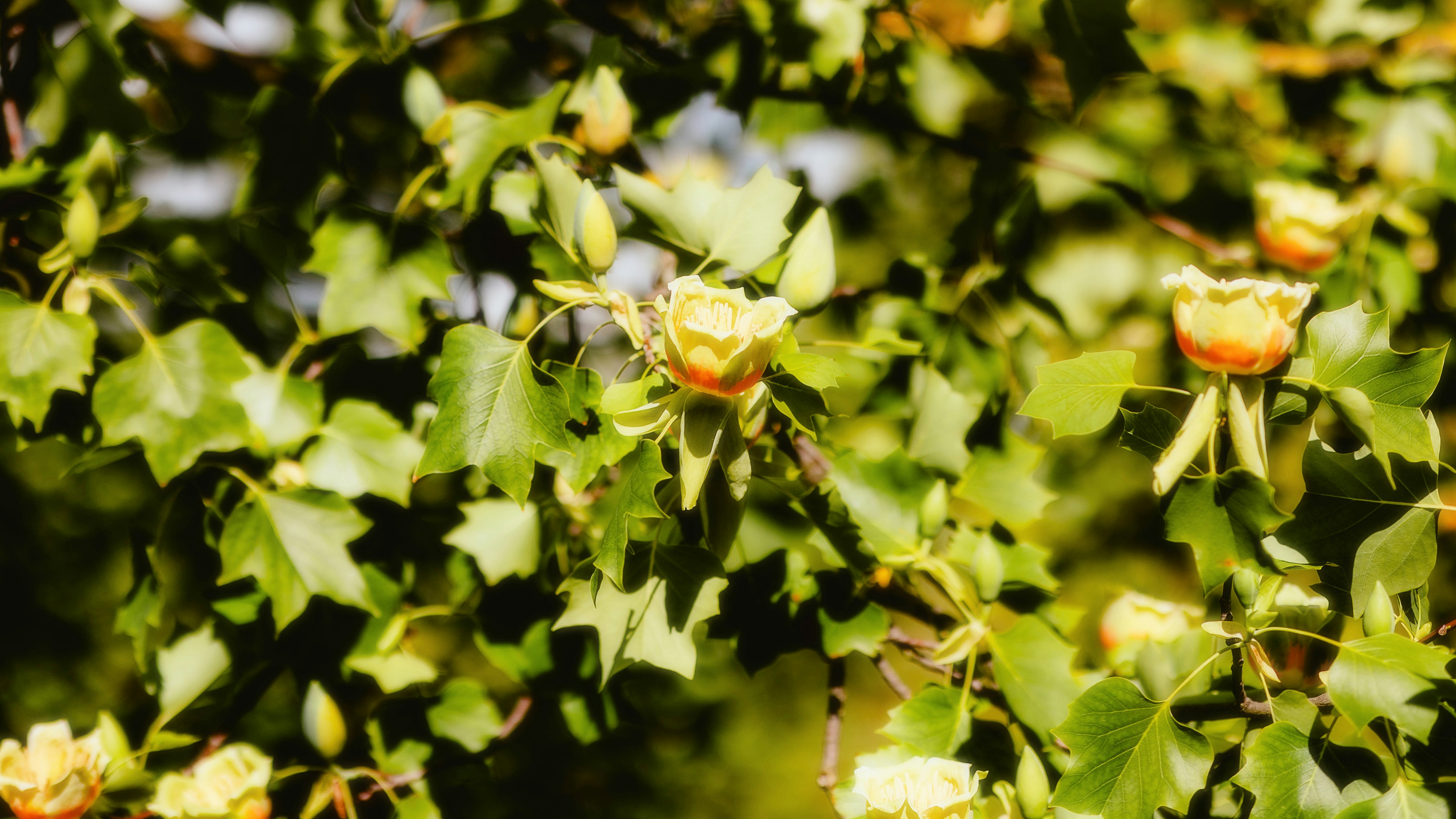 Photo by alingavriliuc