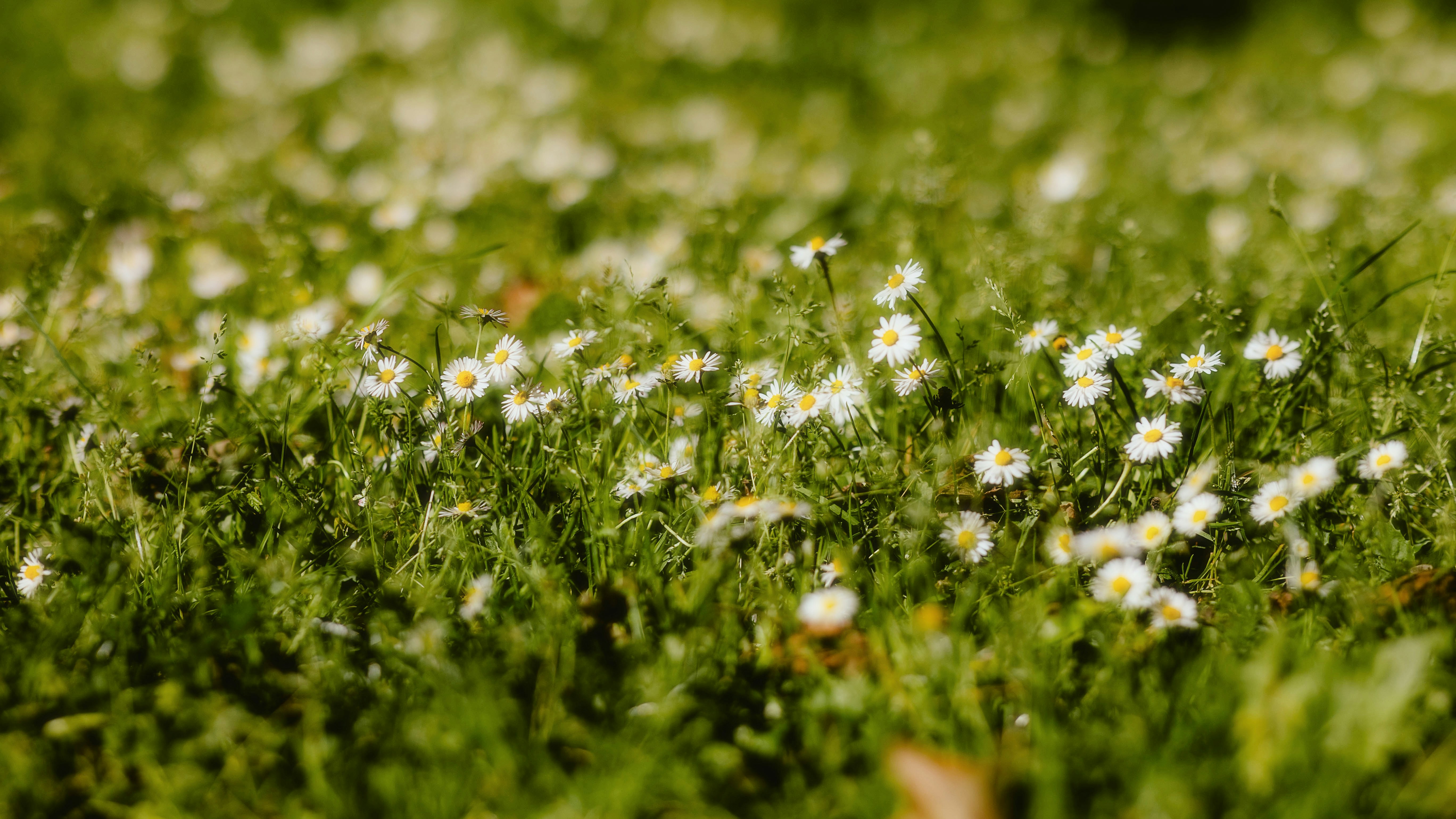 Photo by alingavriliuc